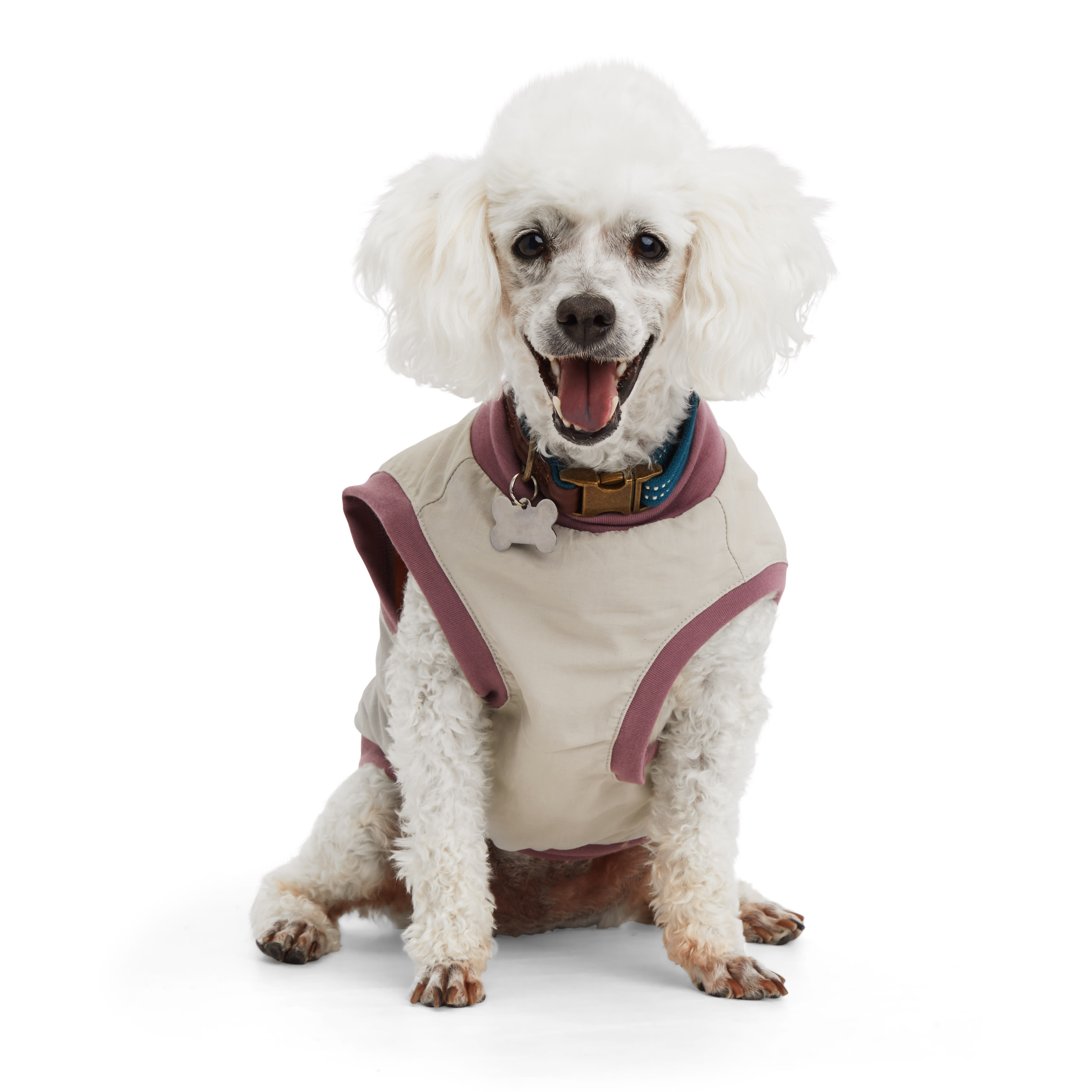 Italian greyhound chihuahua mix hot sale adoption