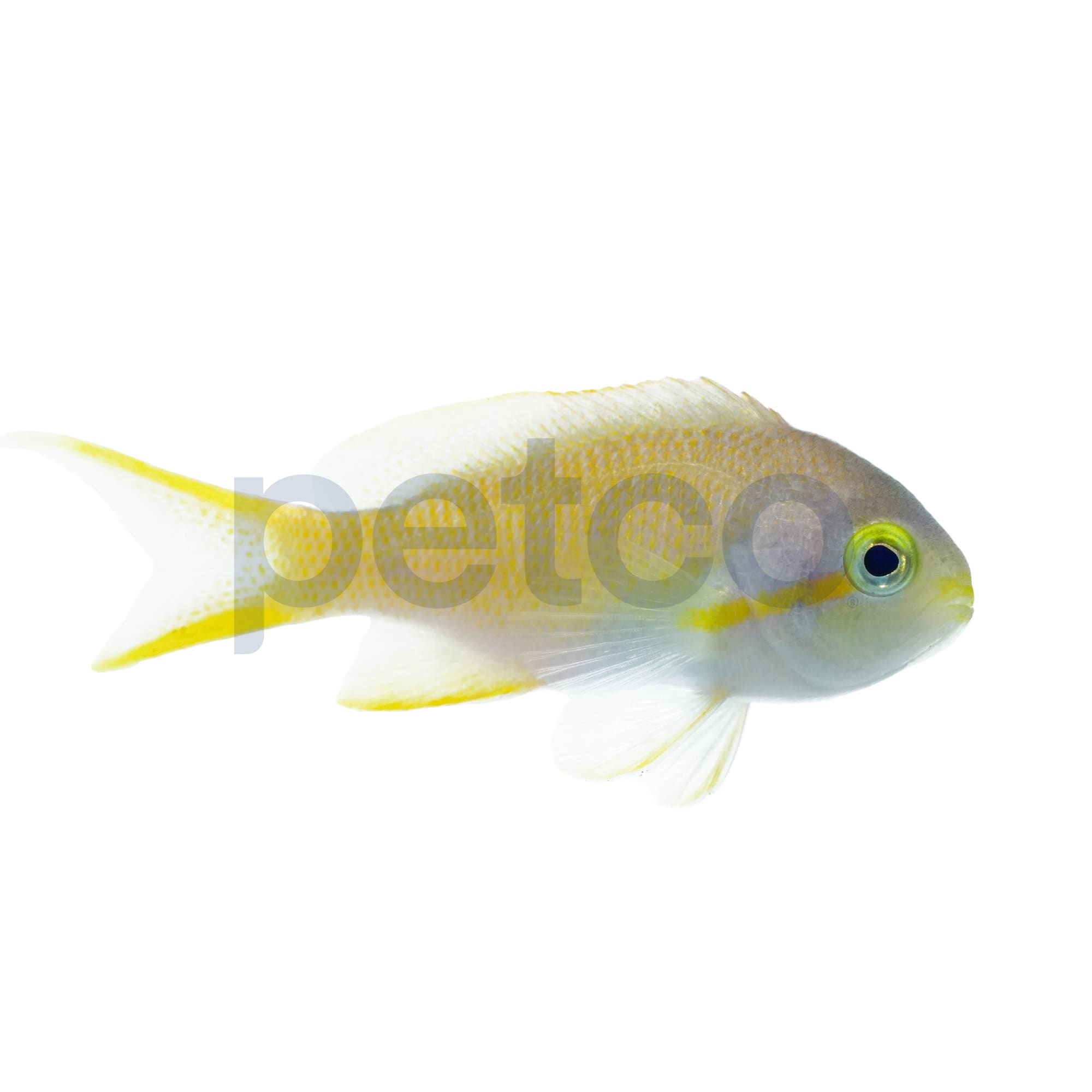 Hutchi Anthias For Sale Female (Juvenile) 1"2.25" Petco