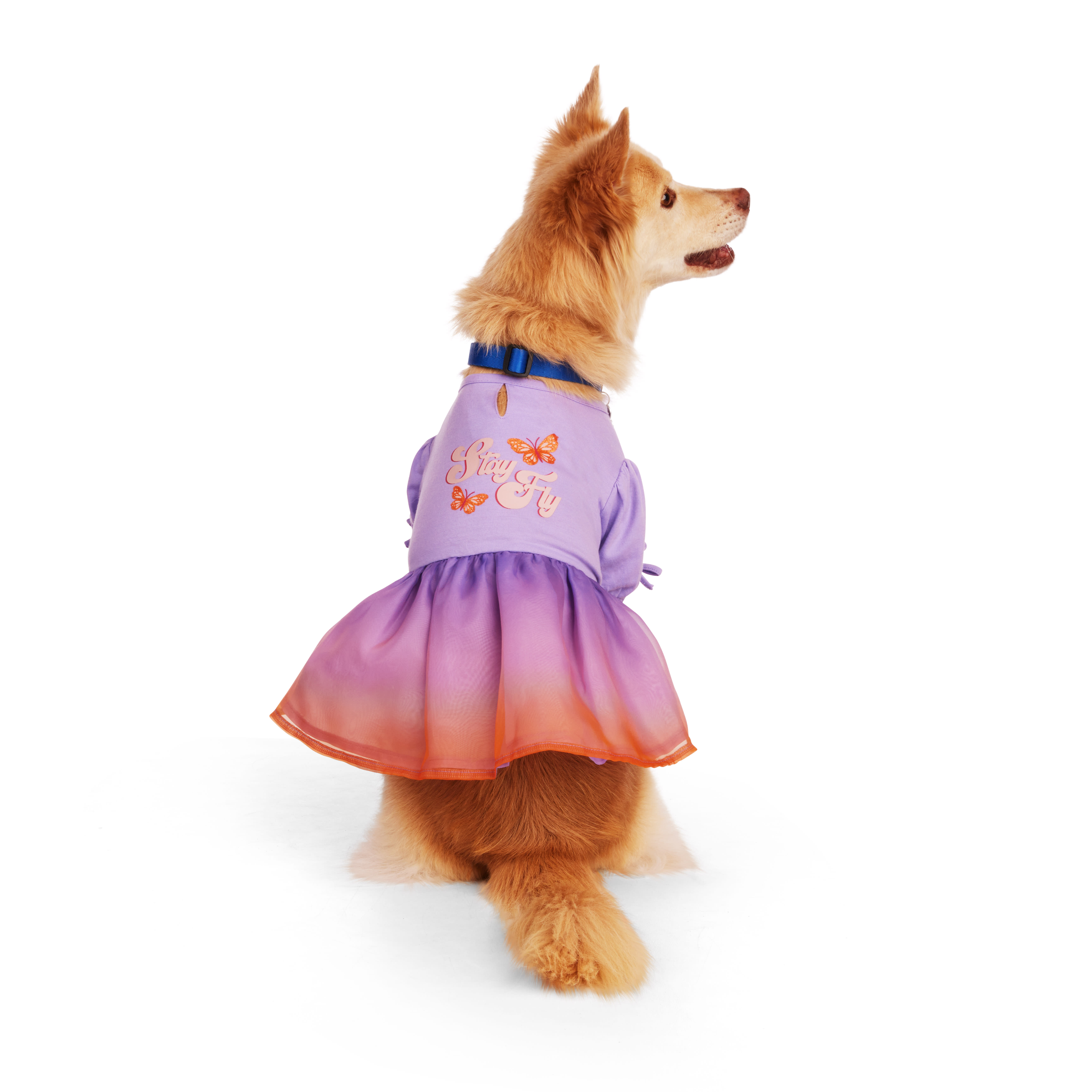 Petco best sale dog outfits