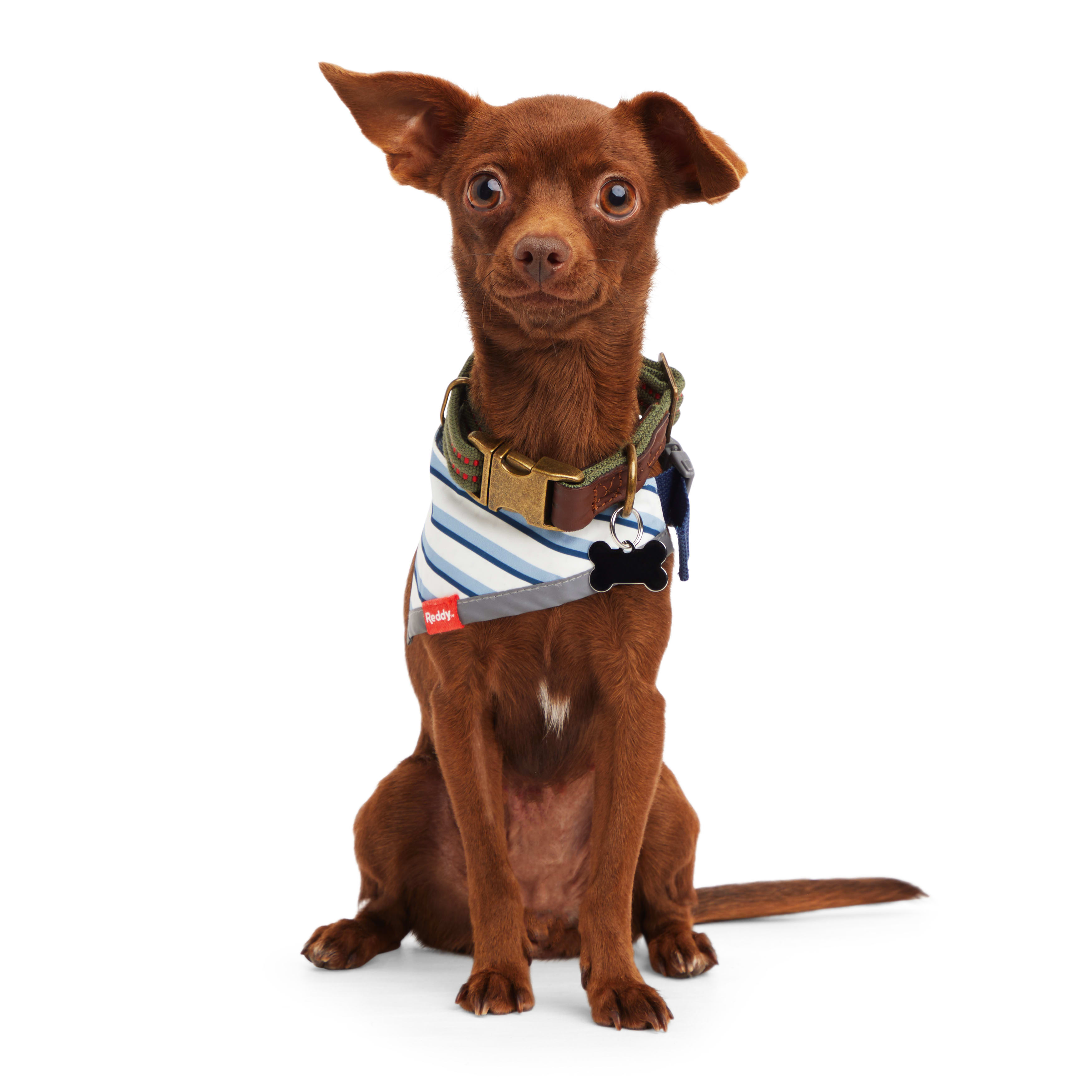 Petco birthday bandana cheap