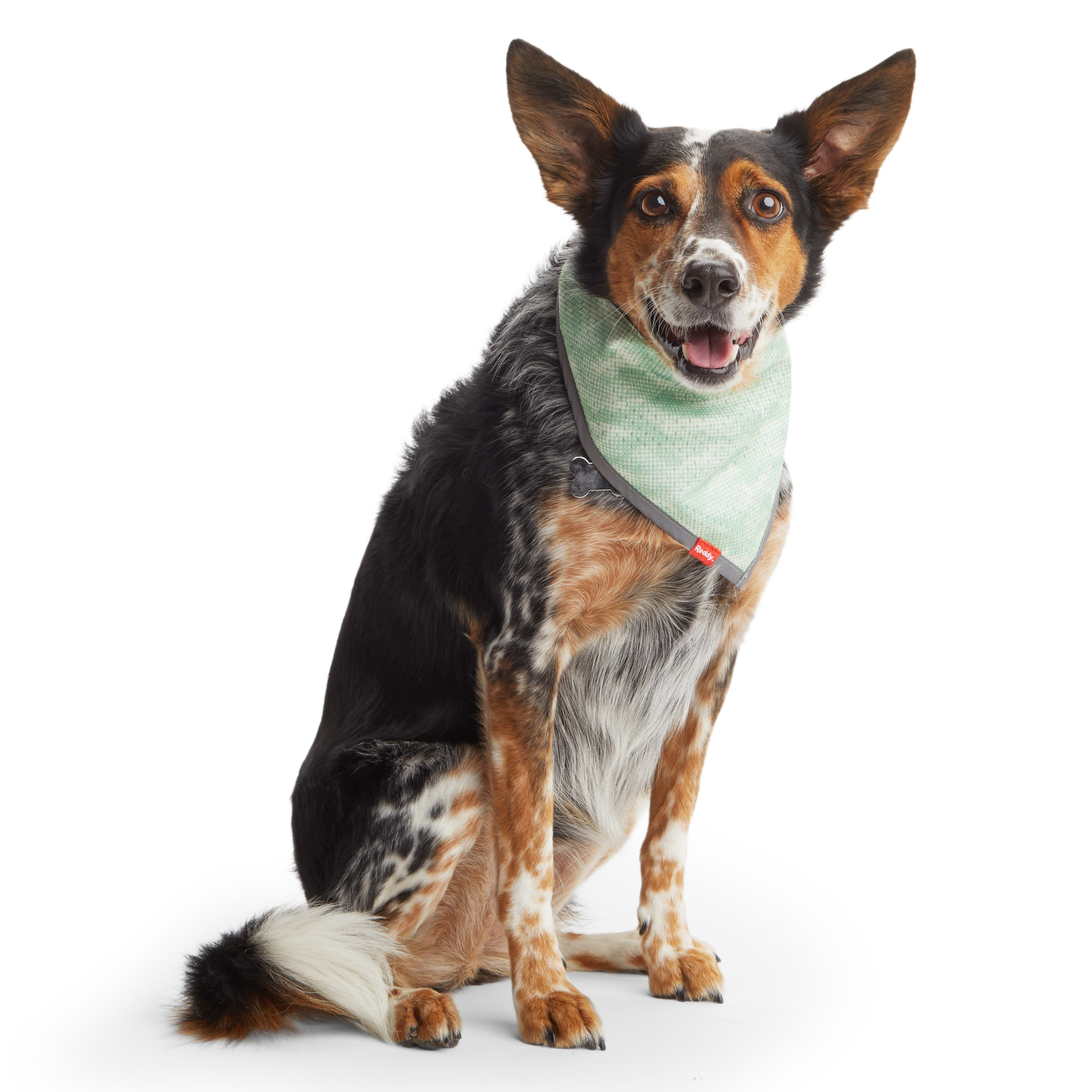 Reddy Green Bandana for Dogs, Large/X-Large | Petco