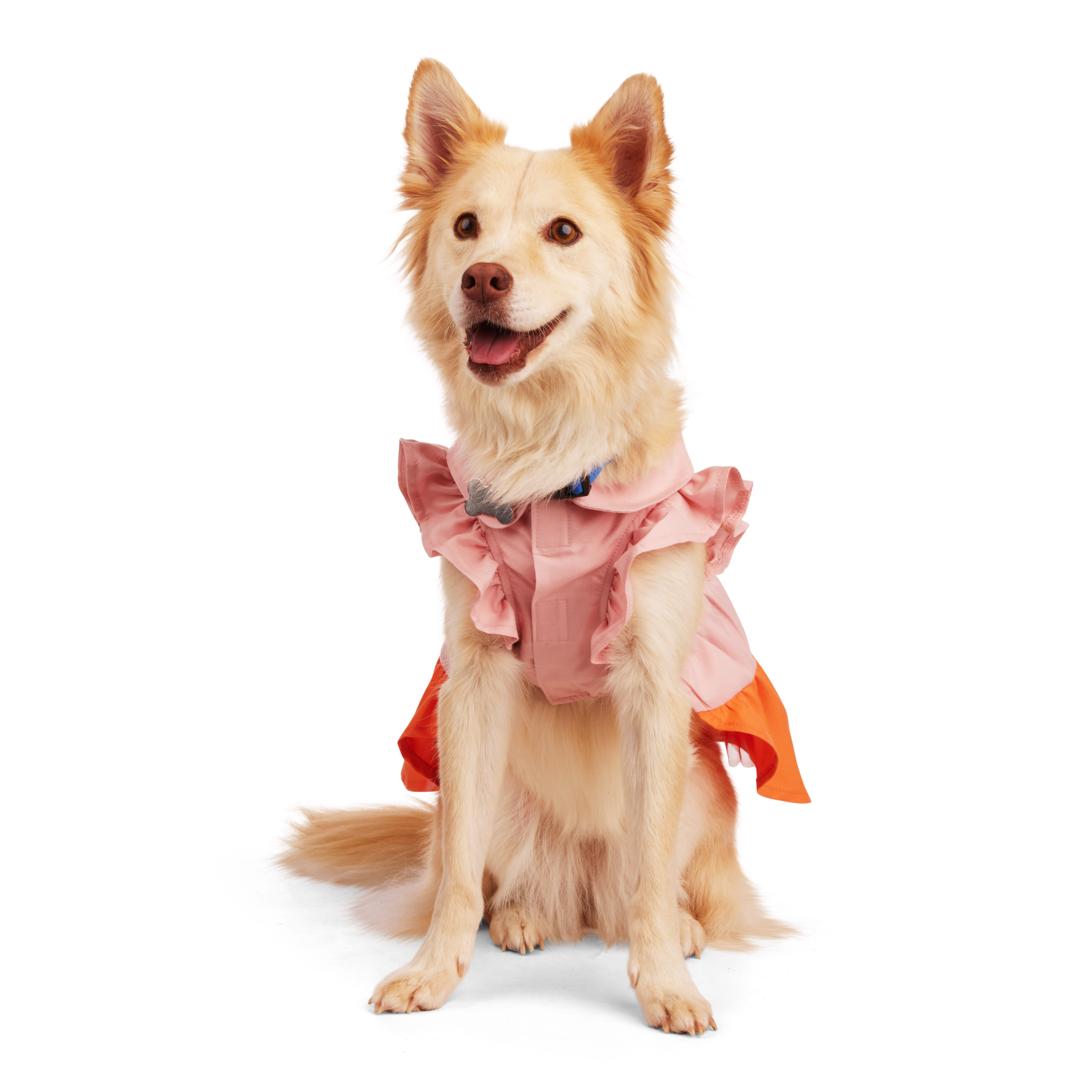 Petco dresses 2025