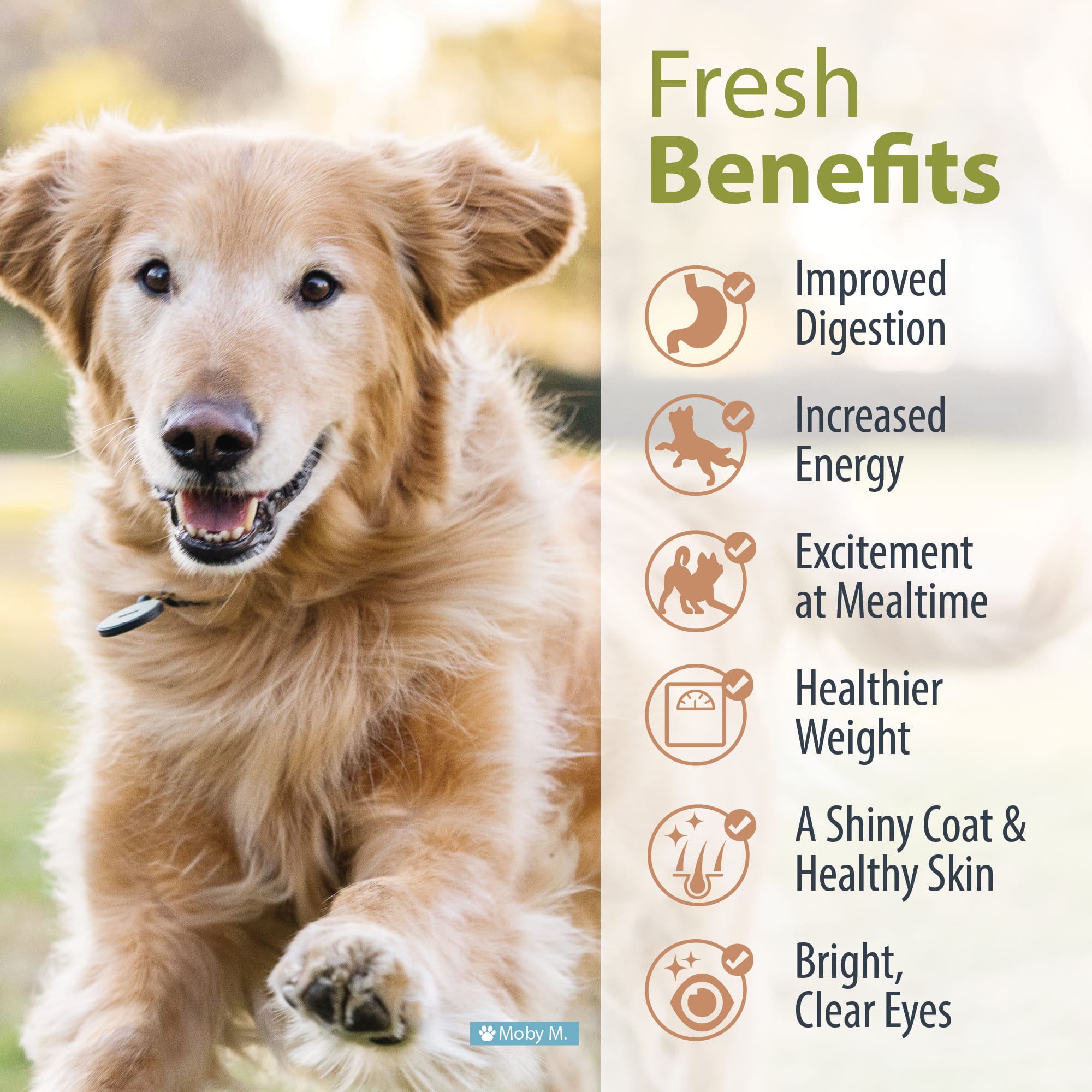 Petco frozen 2025 dog food