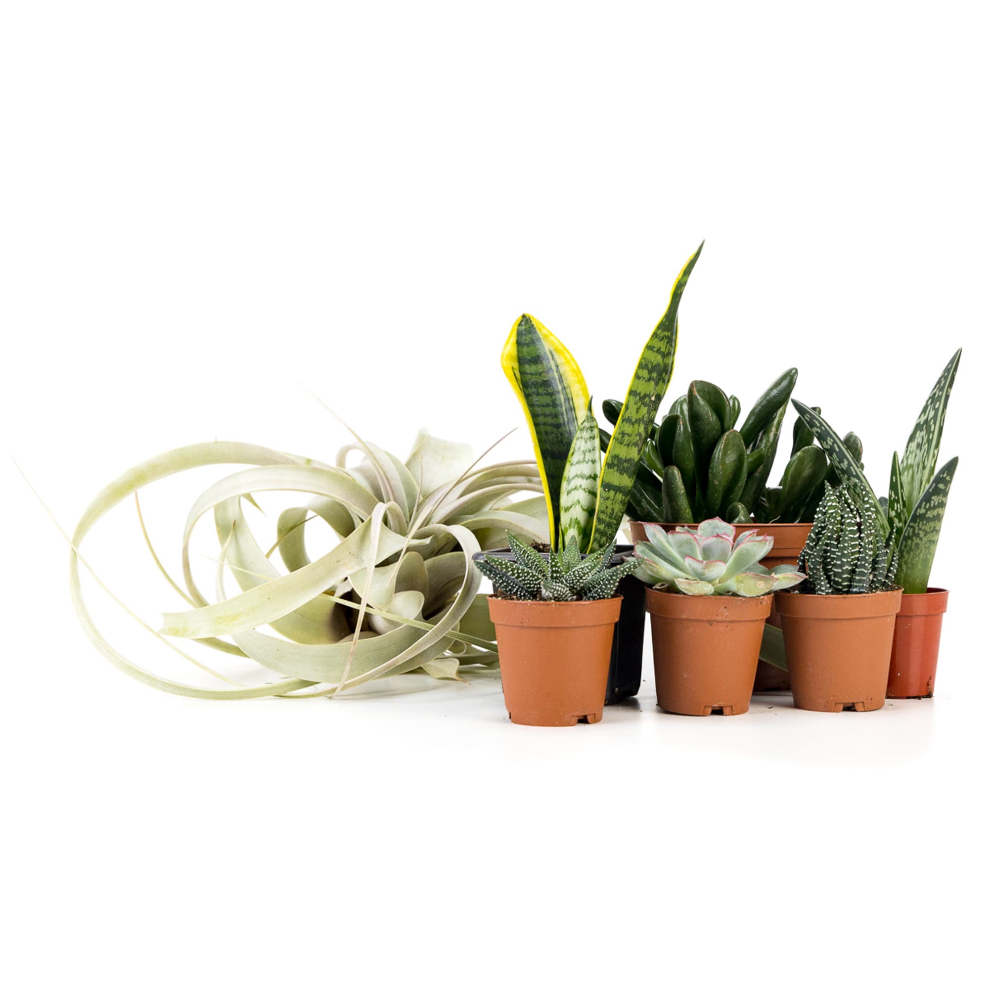 Live Plants Desert Plant Kit, 48x18, XL