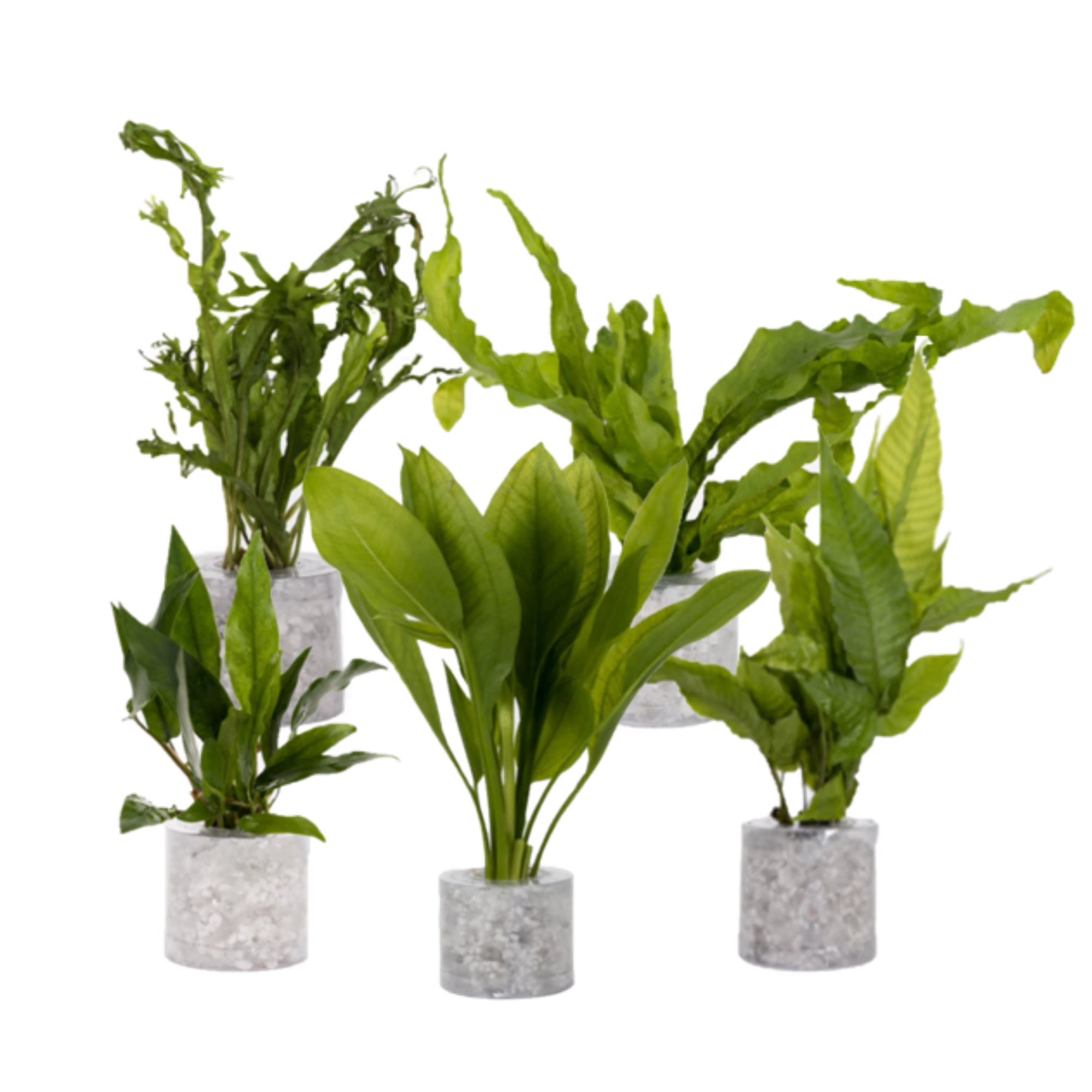 Live aquarium best sale plants petco