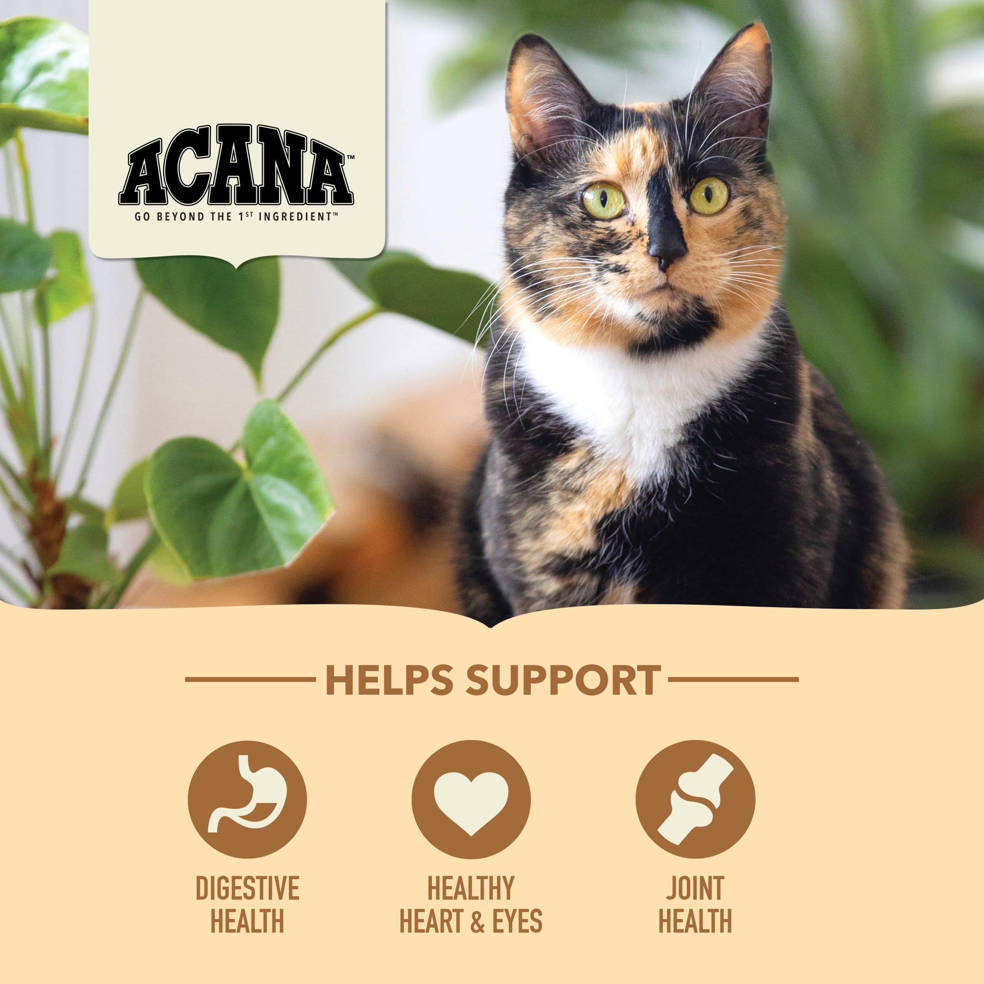 Acana Indoor Entree Acana At Petco ACANA Senior Entree Chicken Turkey Dry  Cat Food,