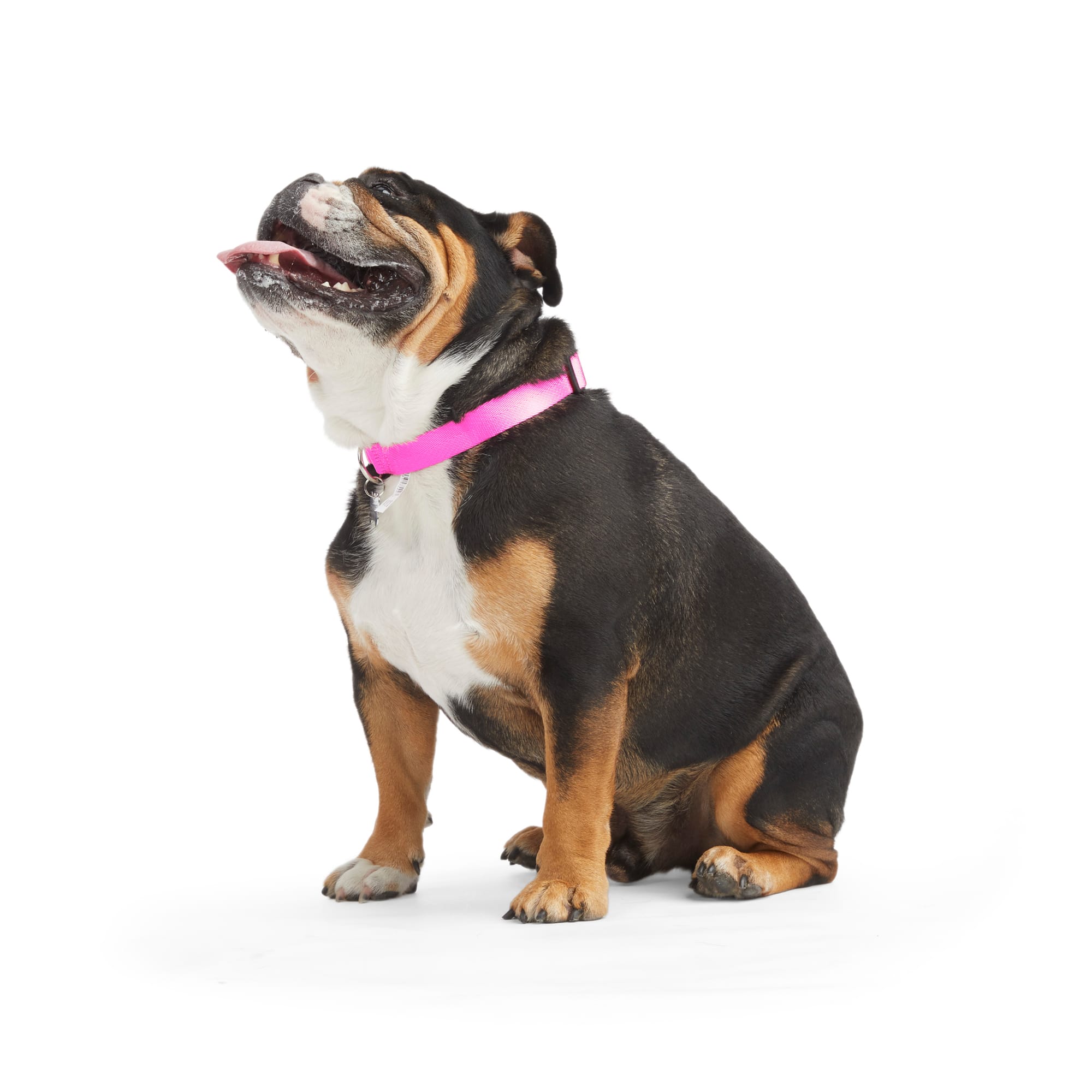 Pizza Dog Collar – Pink House Pups