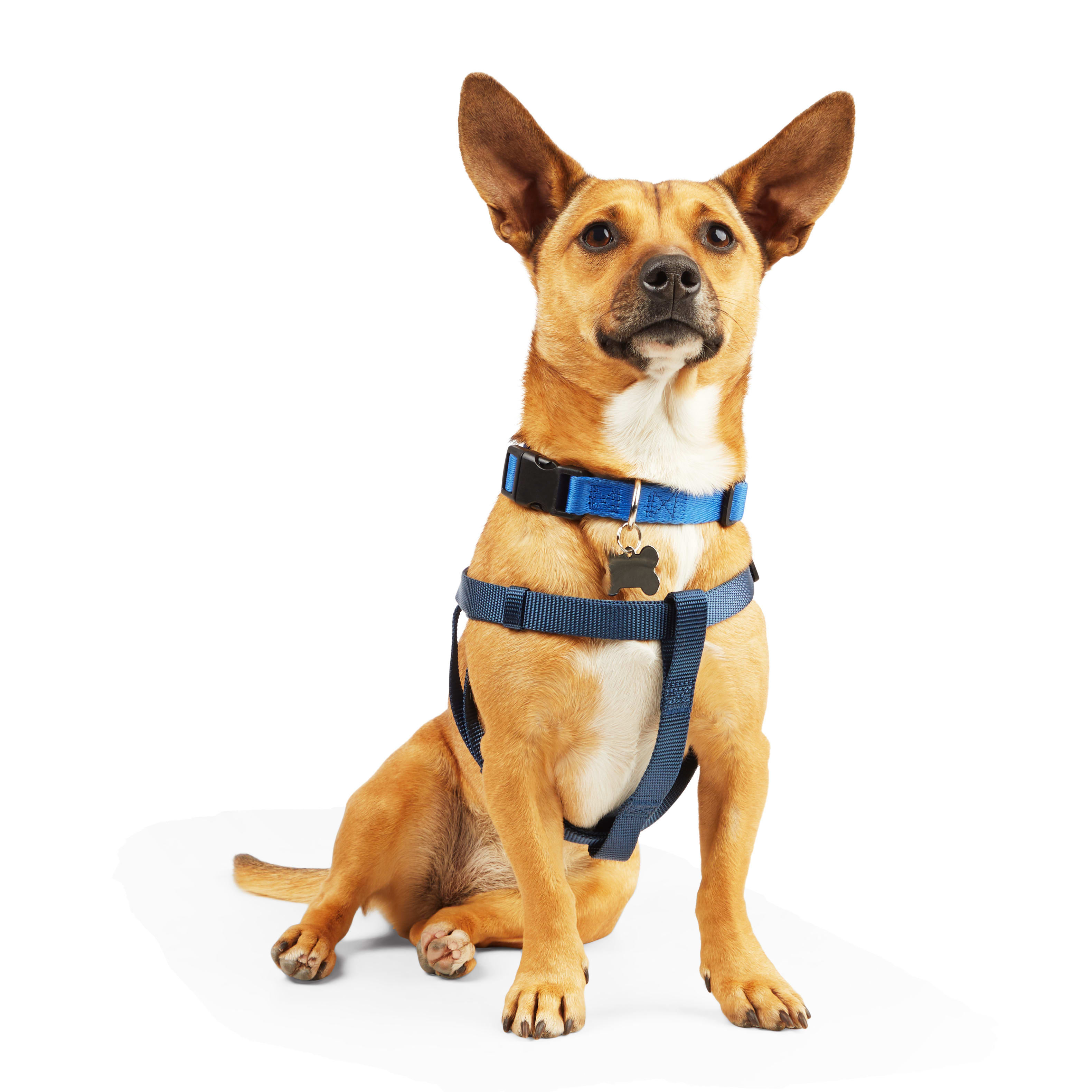 Hunter neoprene hotsell dog harness