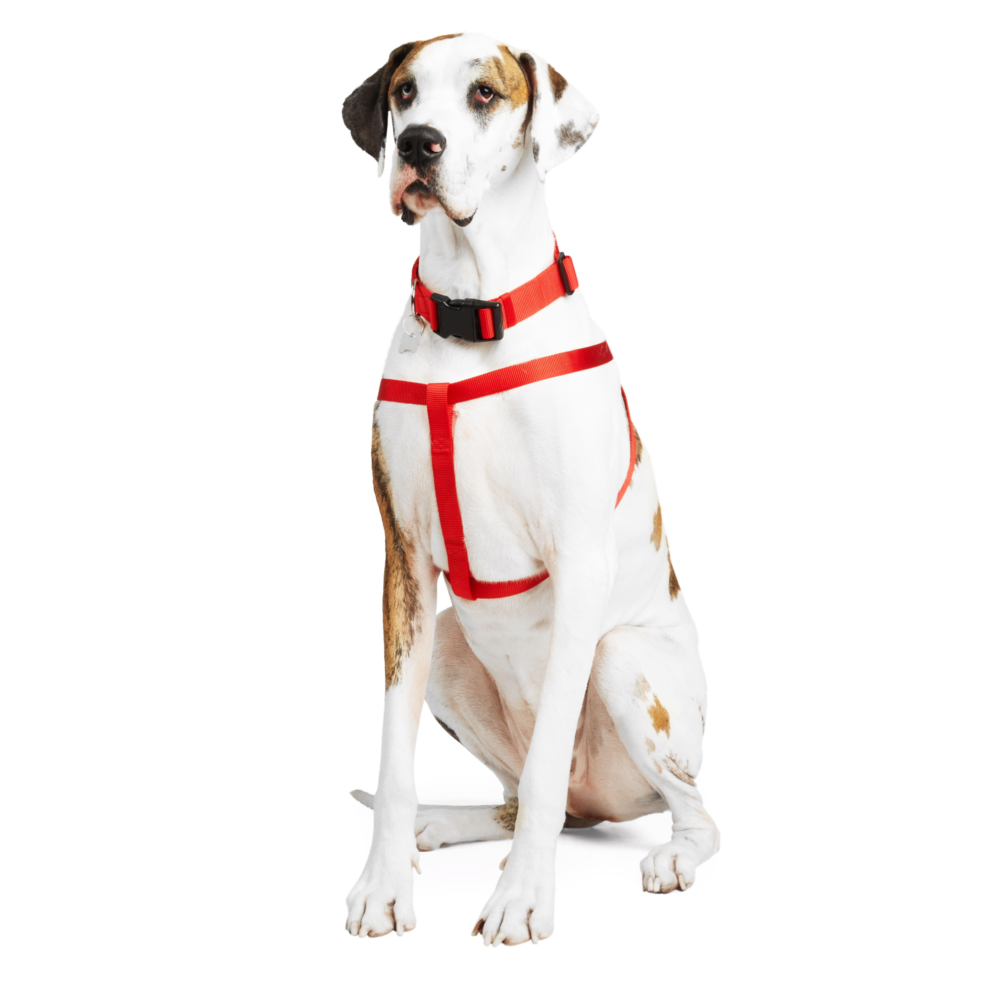 Shop 2X Adjustable Harness Lead Pet Safety Dog Seat Belt Clip For