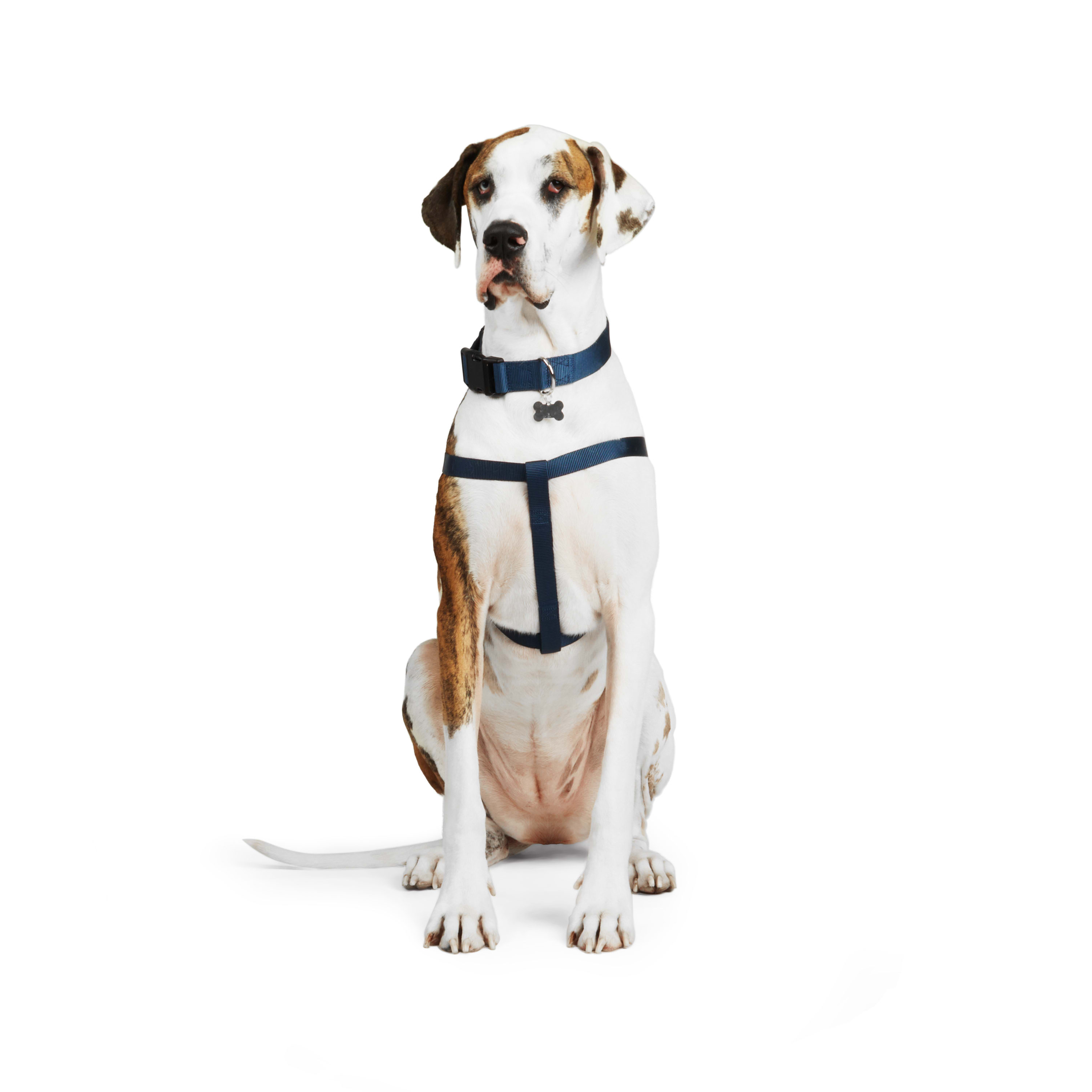 Petco good2go harness hotsell