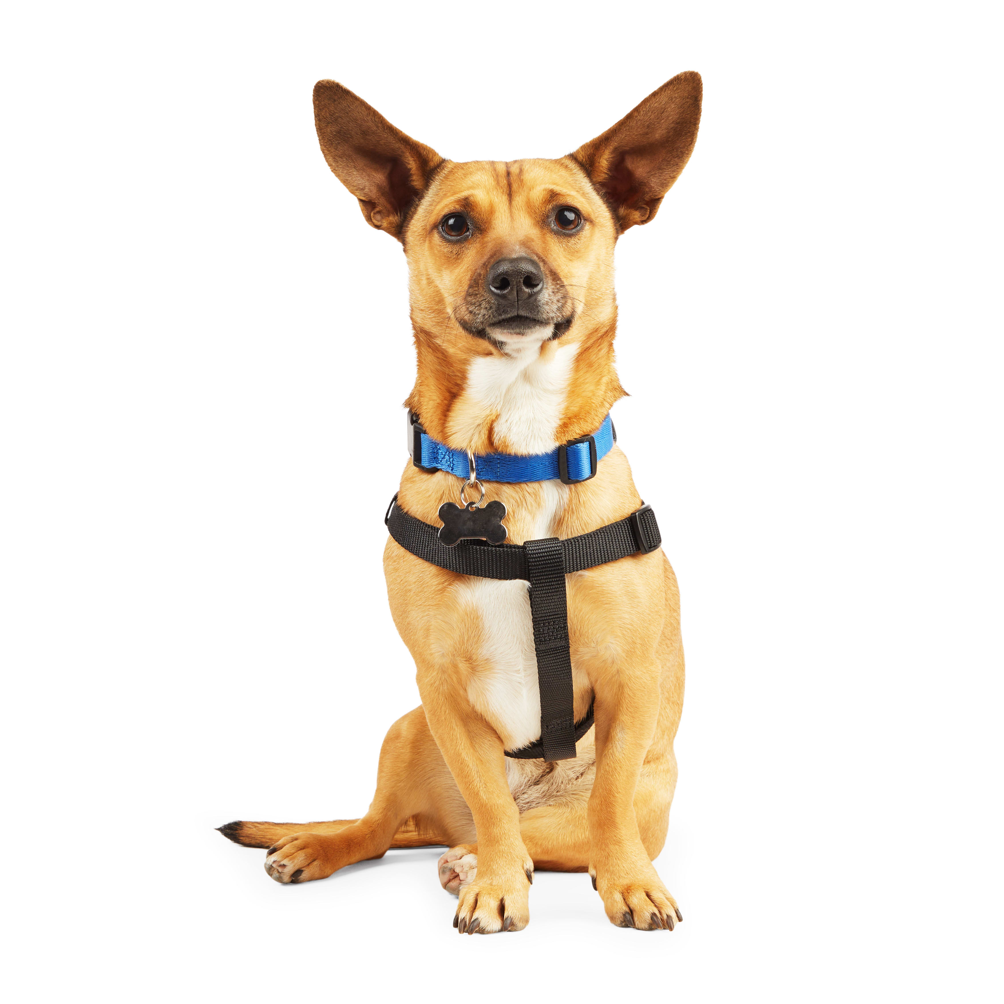 Petco dog harnesses best sale