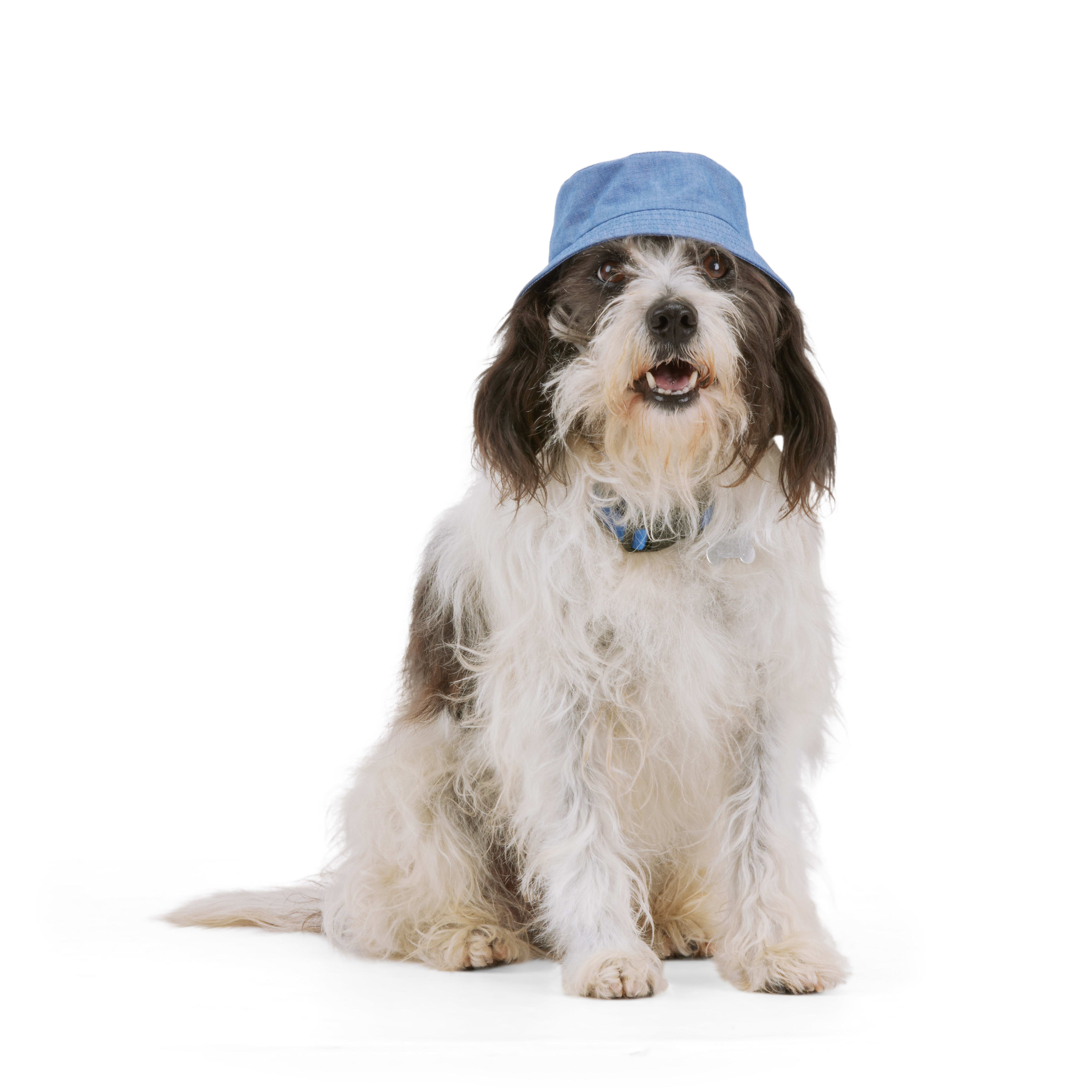 Dog hotsell bucket hat