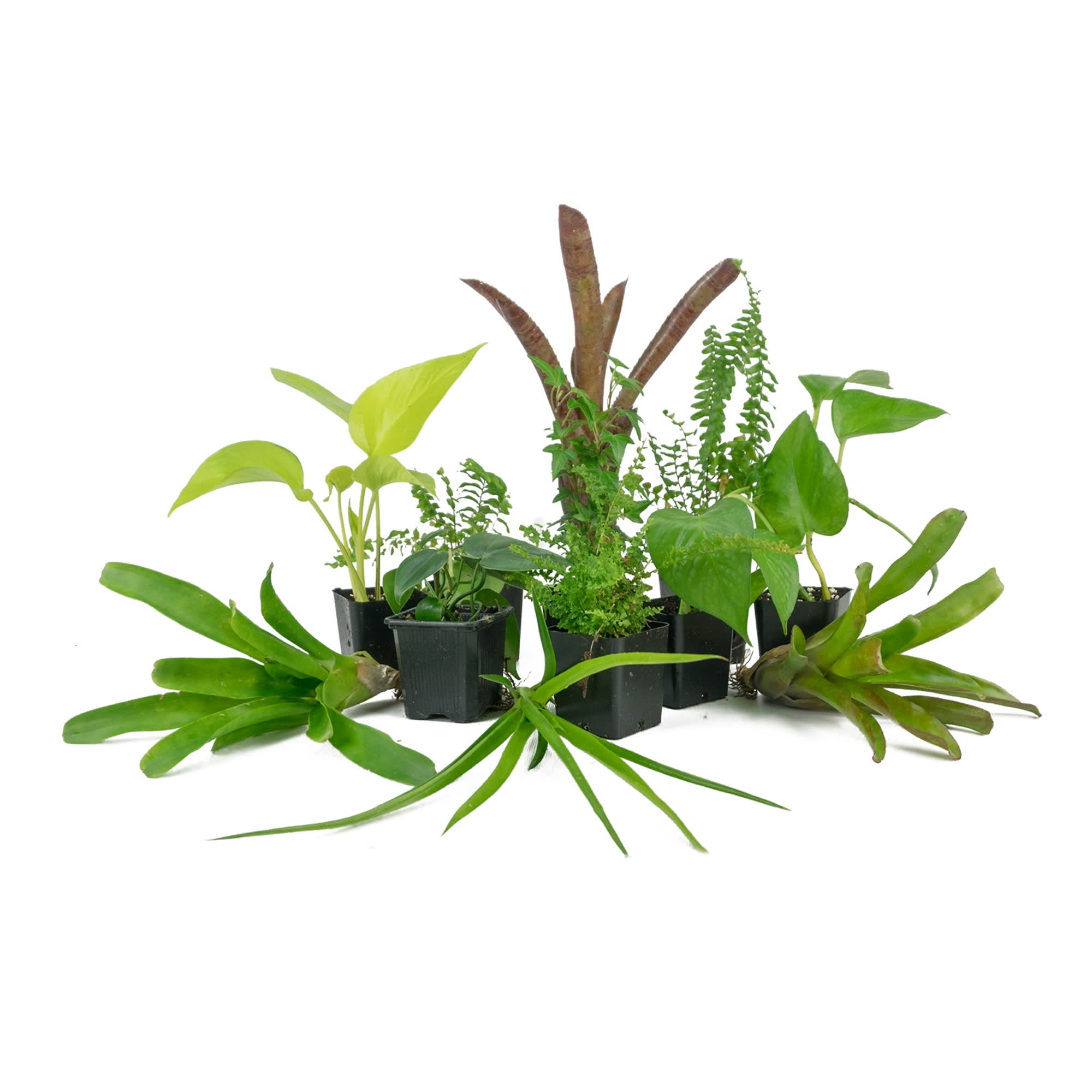Josh's Frogs Tall Tropical Plant Kit for Vivariums 18x18x36