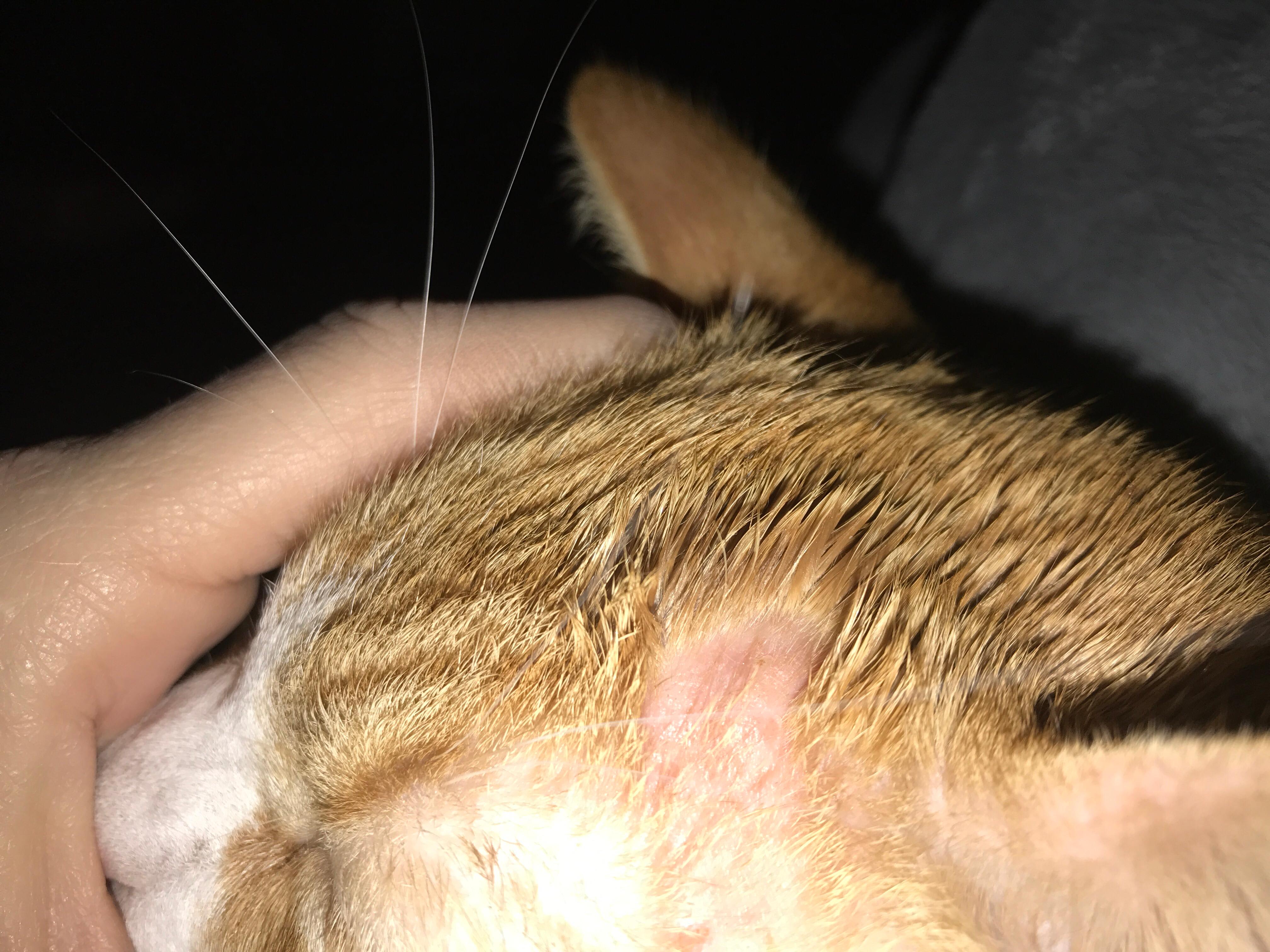 My Cat Has a Head Rash: Causes, Symptoms, and Treatment | Petco