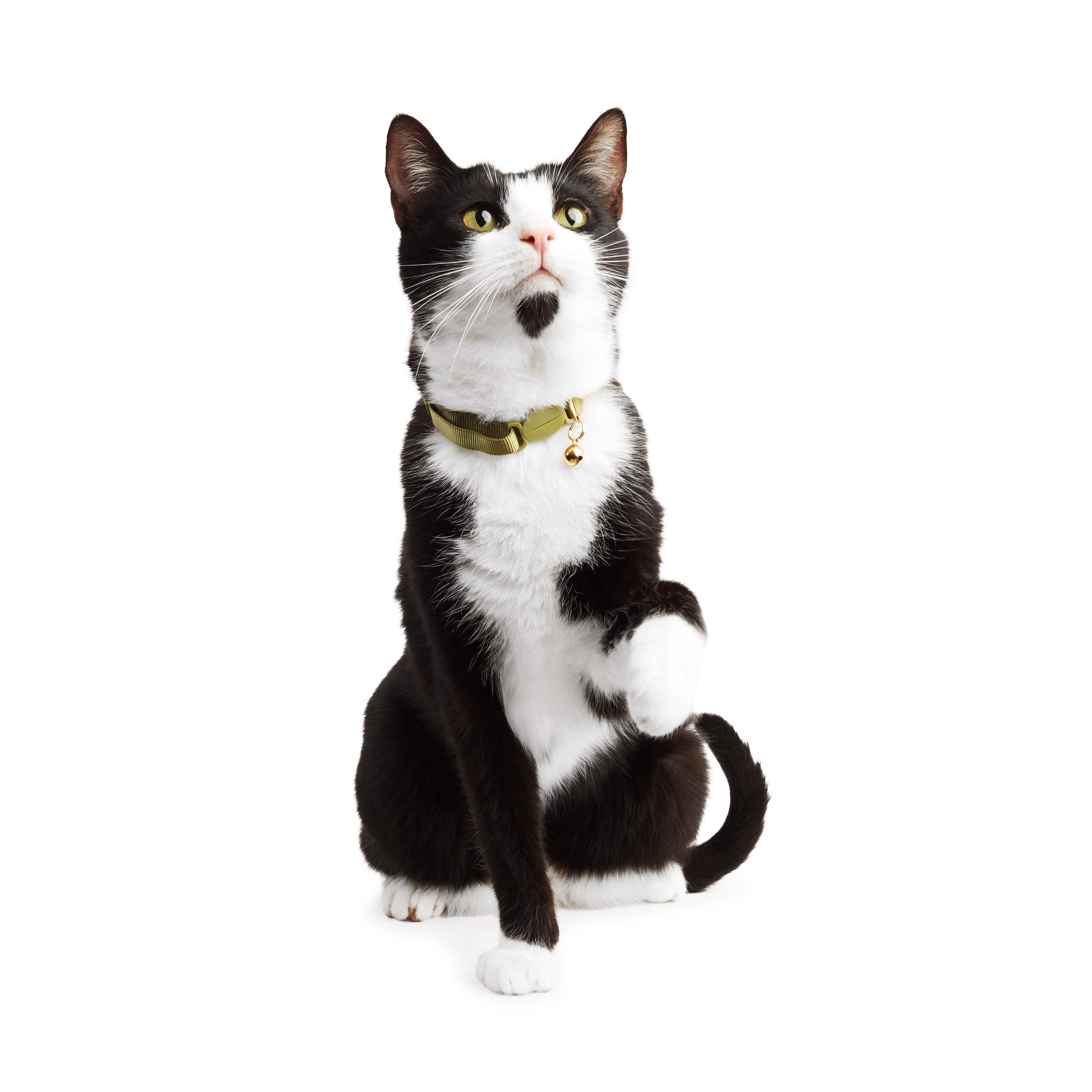 Petco collars hot sale for cats