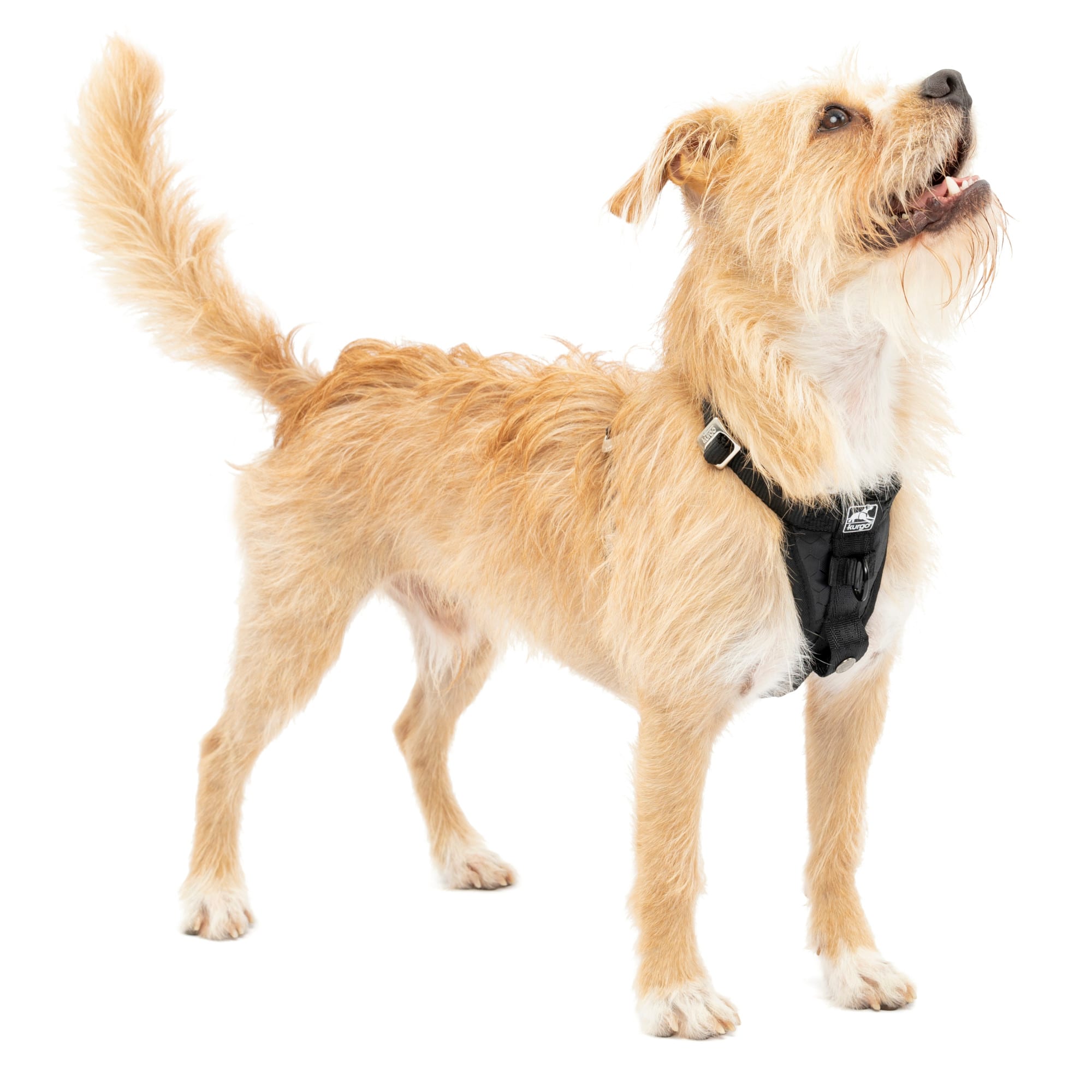 Kurgo,Tru-Fit Smart Harness - Black - Medium - Ren's Pets