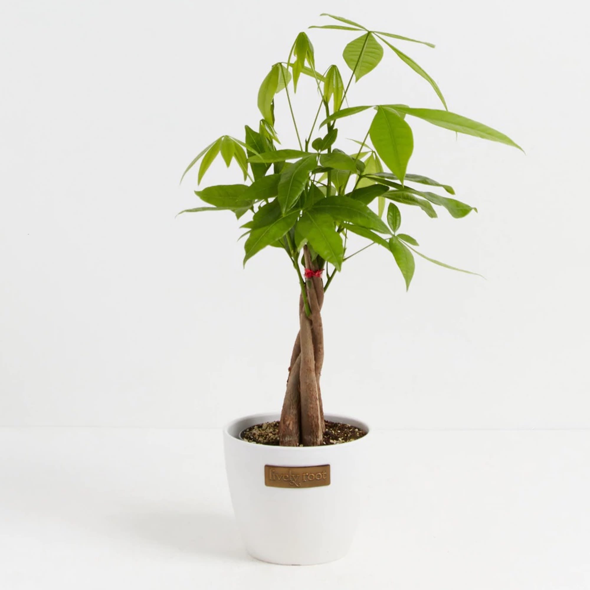 lively-root-pet-friendly-money-tree-plant-in-coconut-eco-pot-small-petco