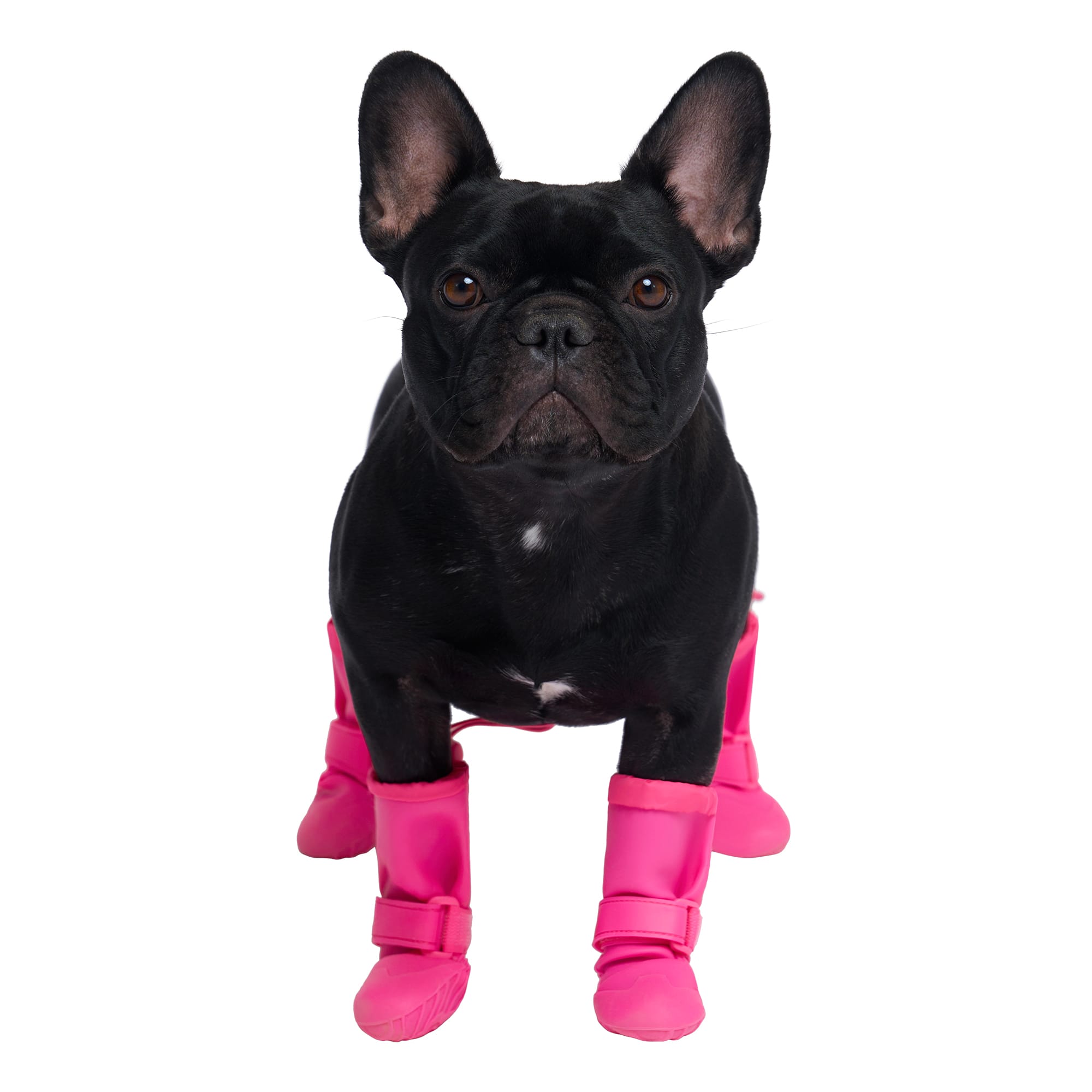 Petco store rain boots