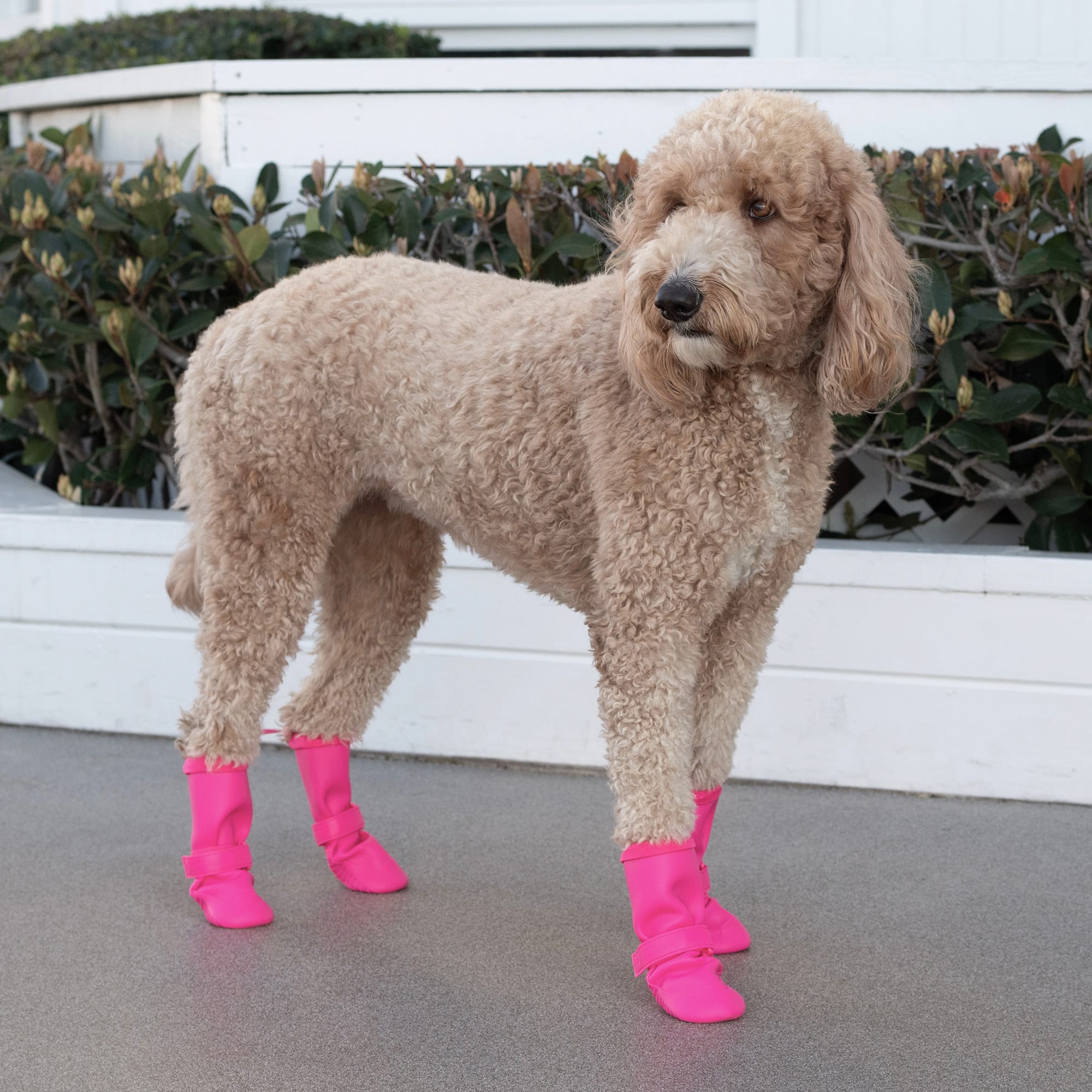 Pink hotsell dog boots