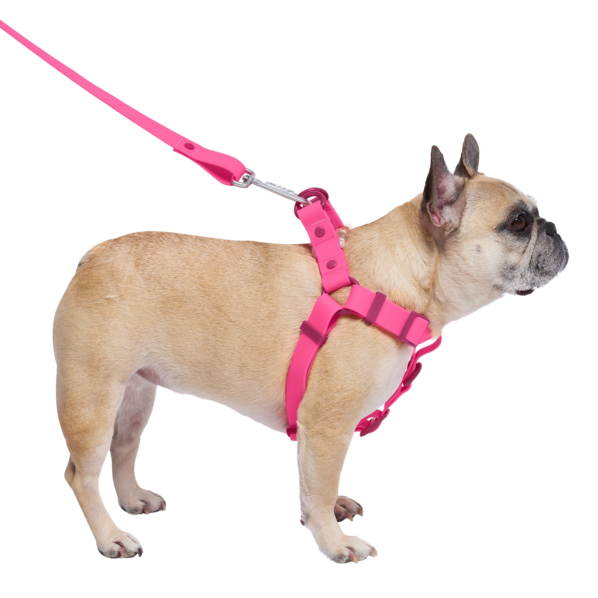 Pink dog store harness and leash