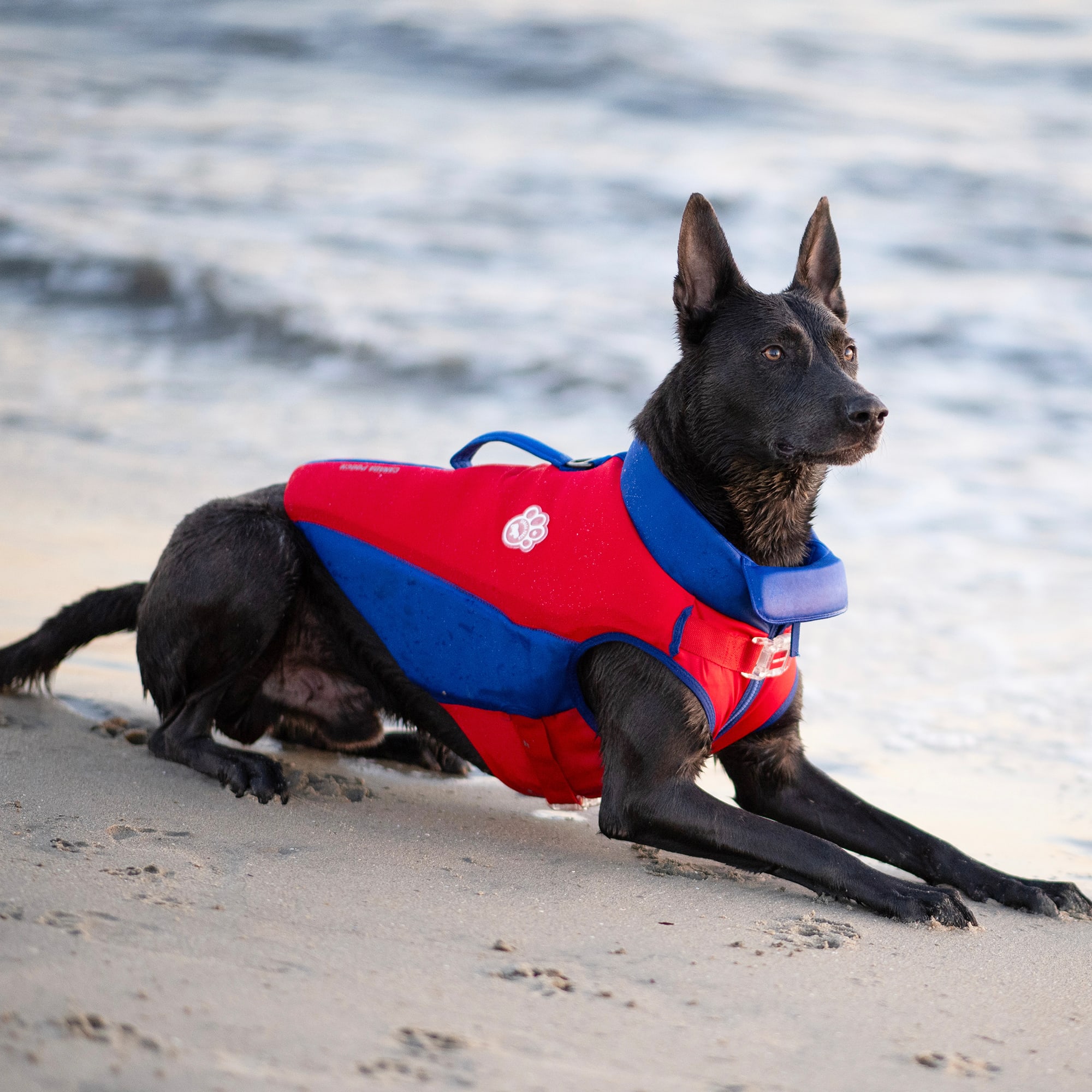 Petco dog life jacket hotsell