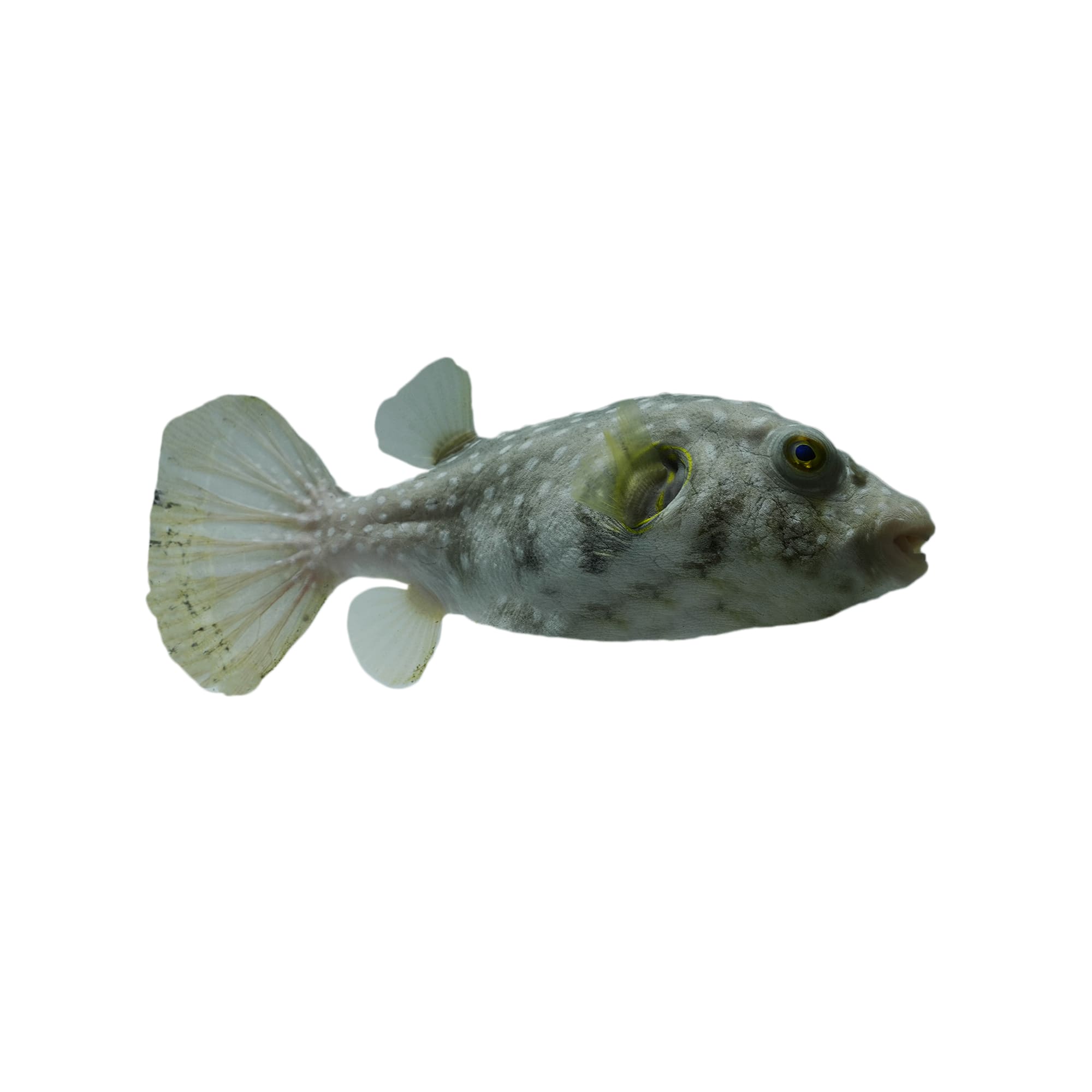 Freshwater puffer fish for sales sale petco