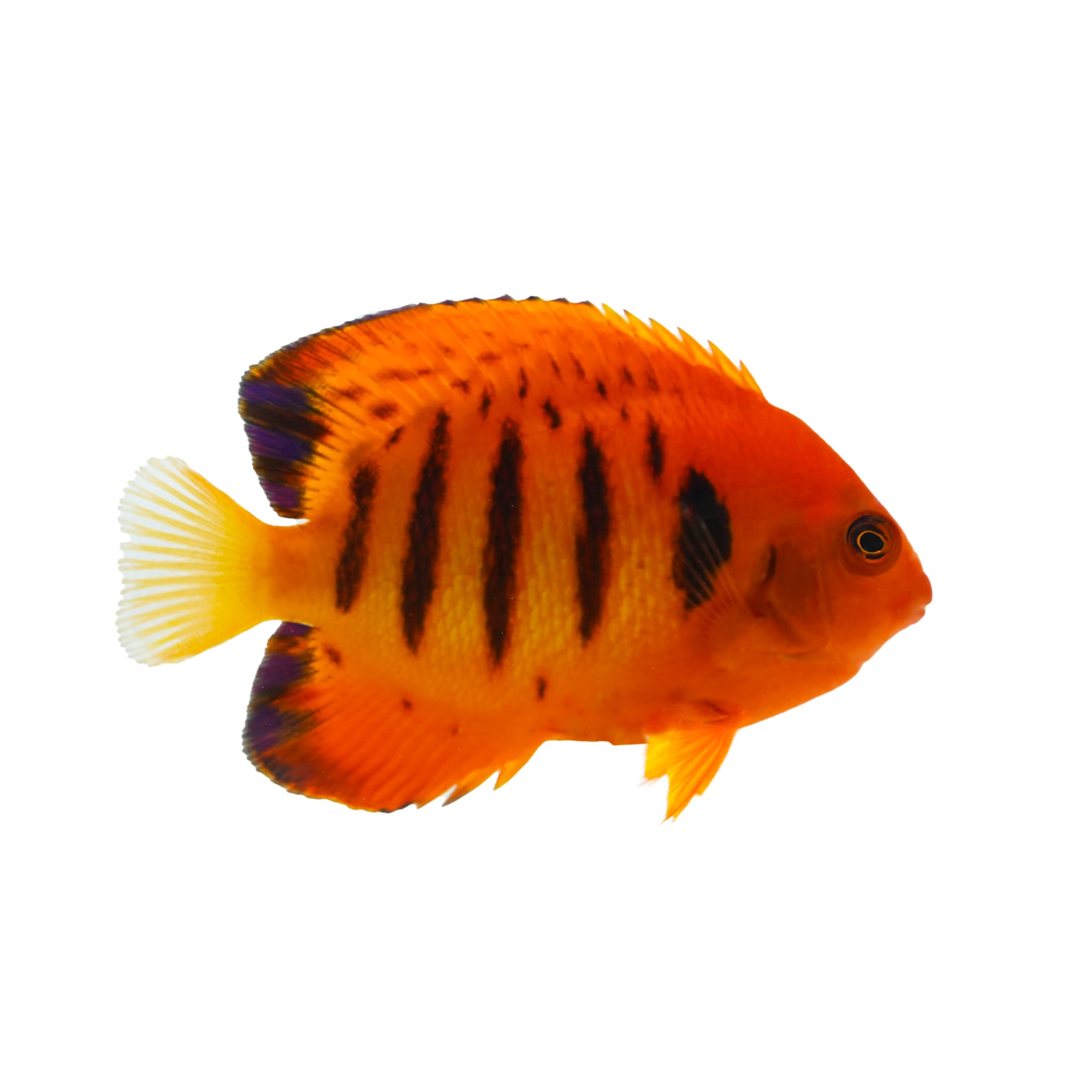 Angel fish petco best sale