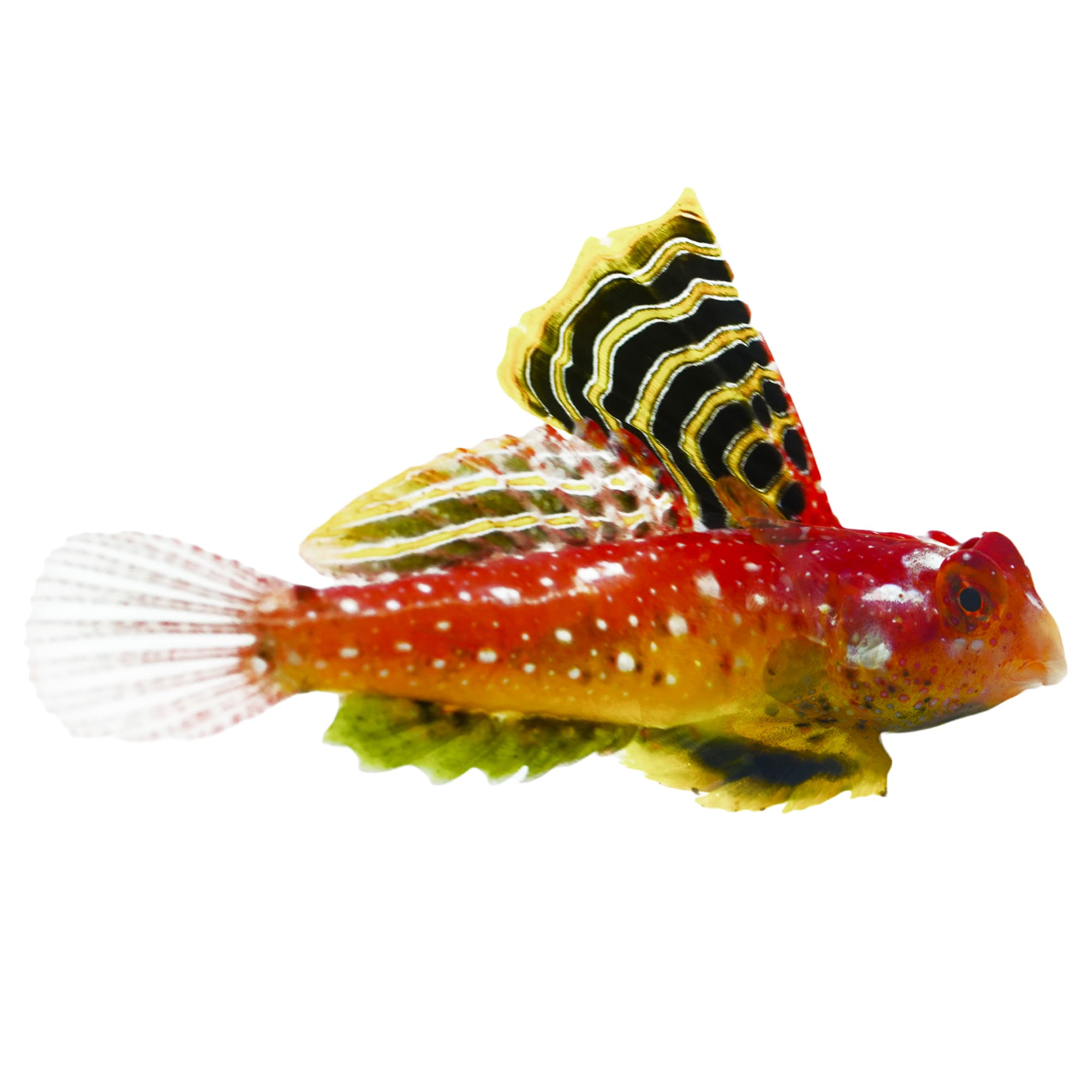 Ruby Dragonet Marine Fish for Advanced Aquariums Reef Safe