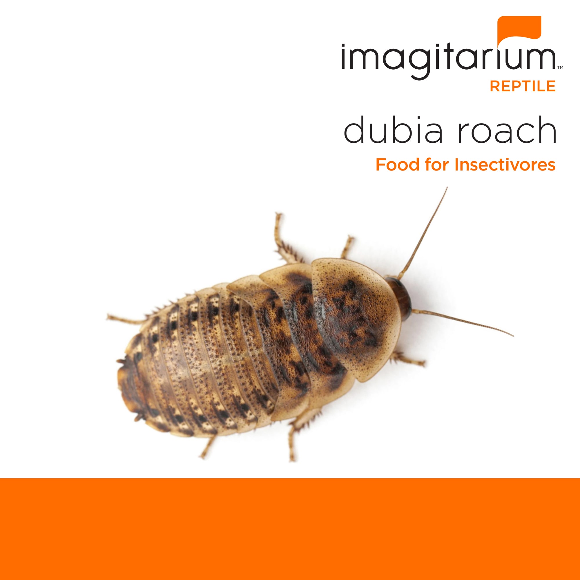 All About The Dubia Roach Shortage, 56% OFF | www.elevate.in