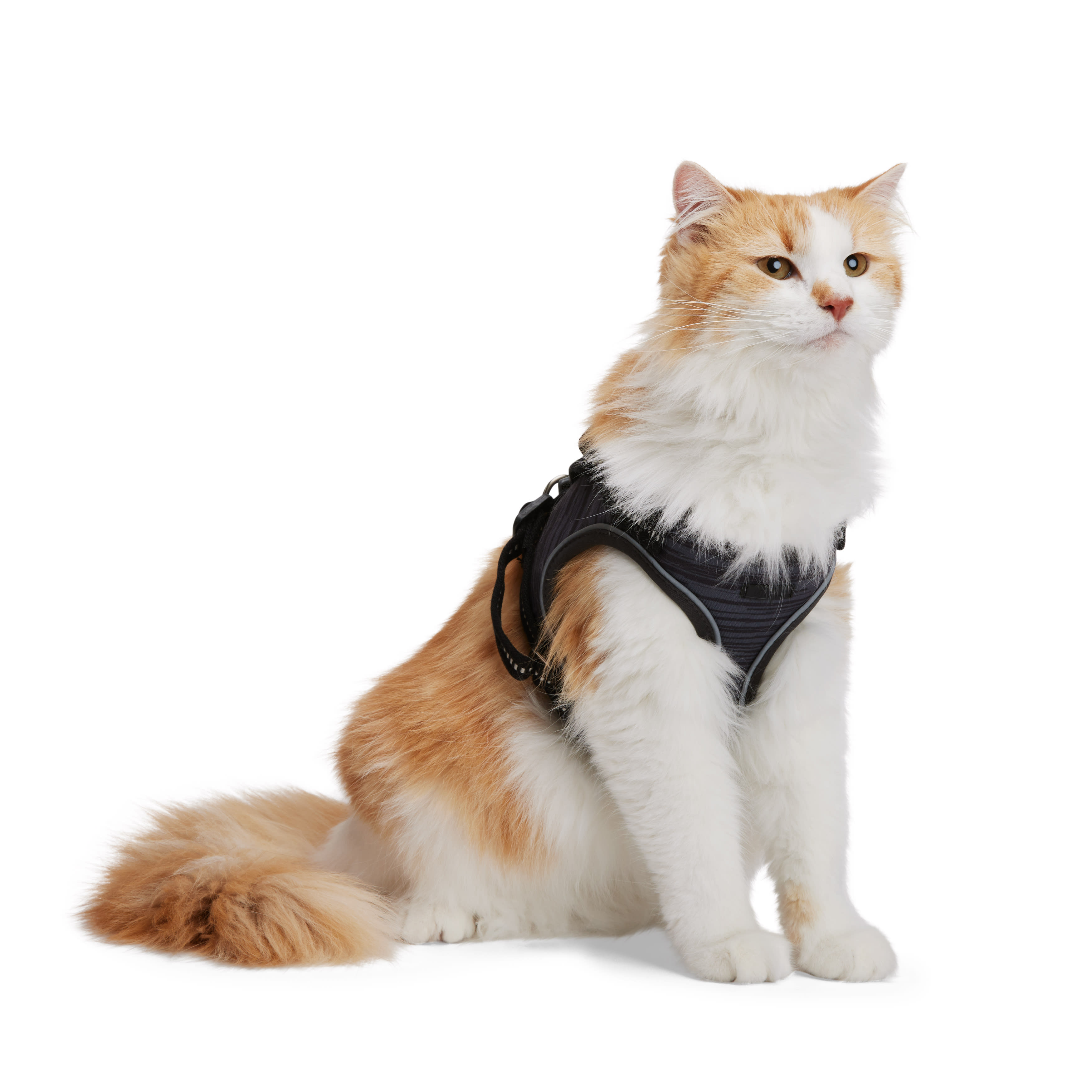 Cat harness cheap wilko