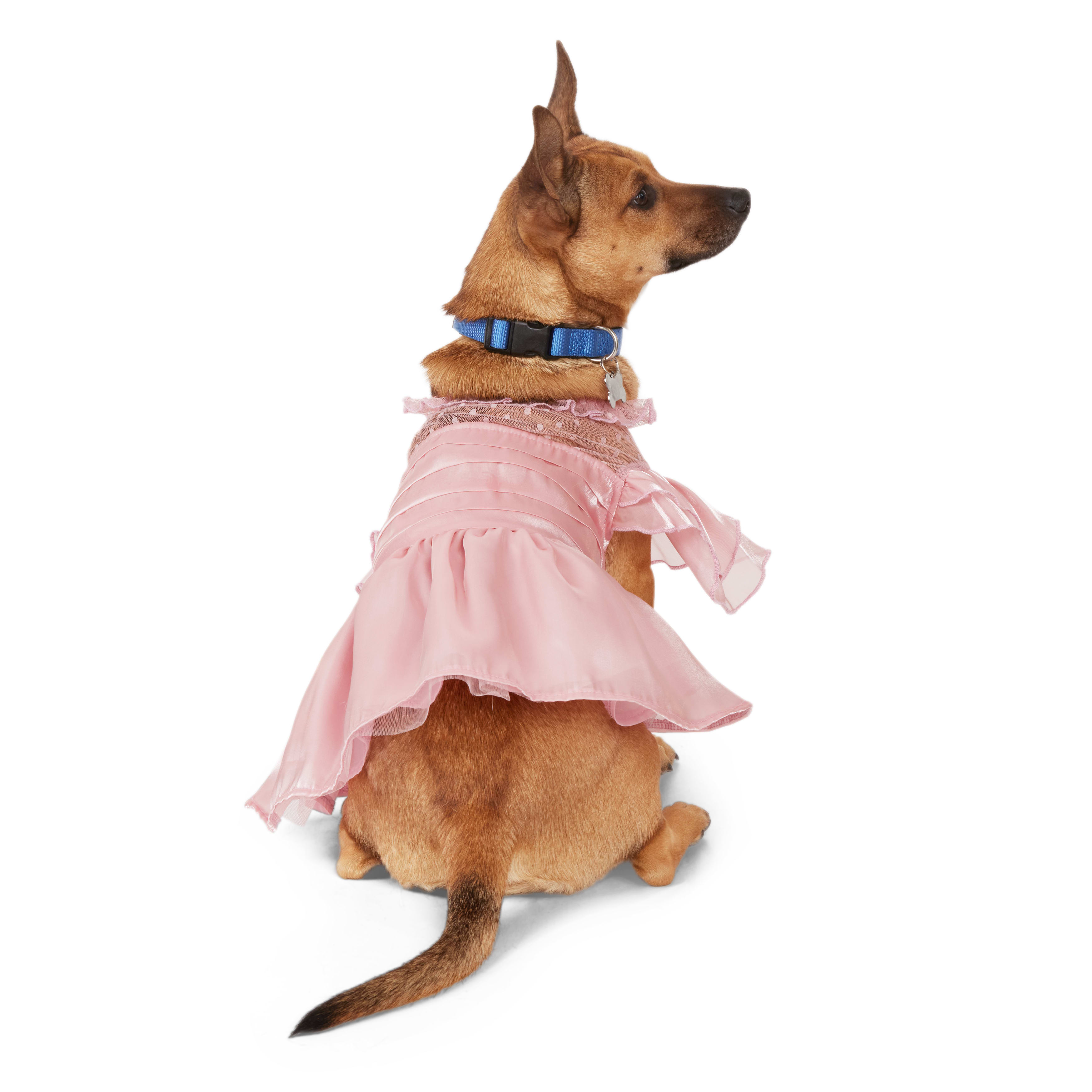 Dog pink outlet dress