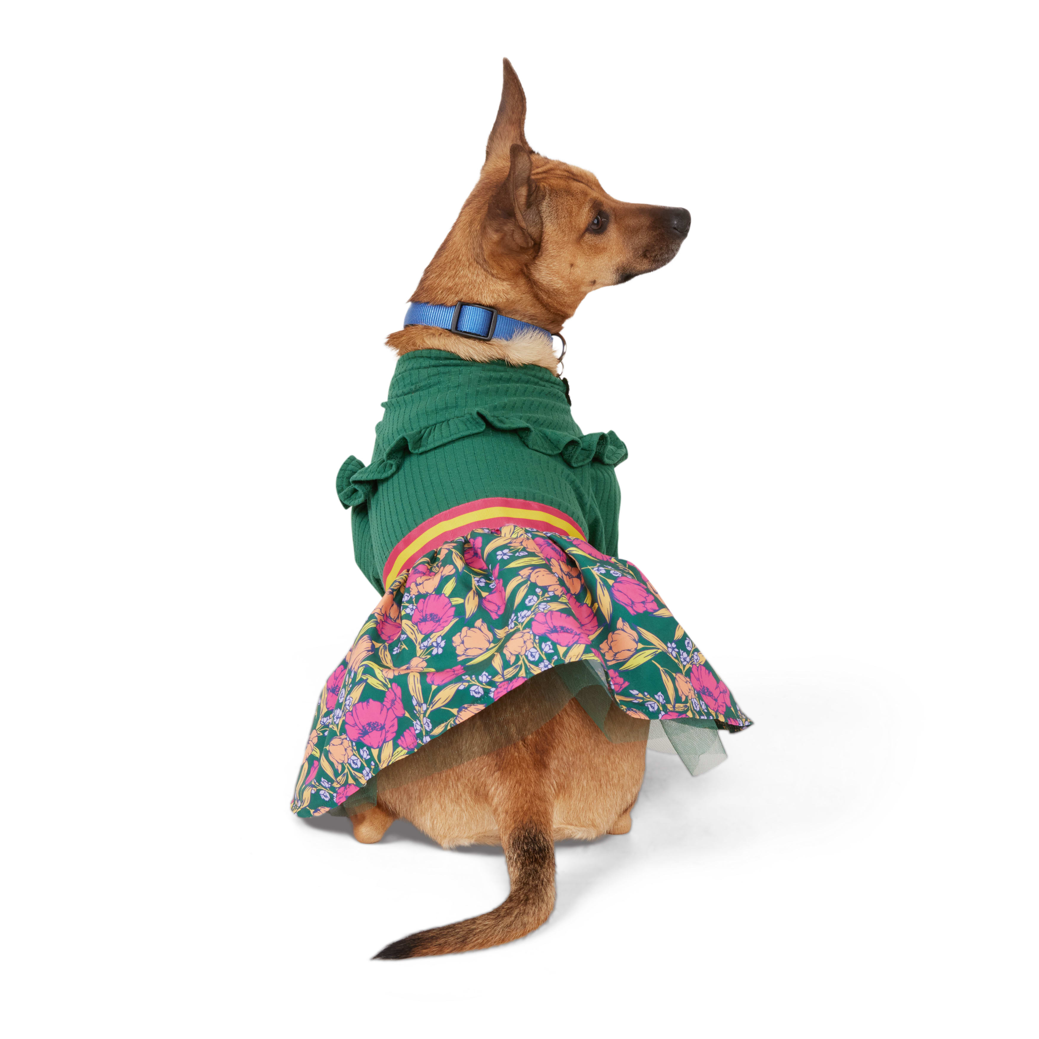 Big sister dog outlet shirt petco