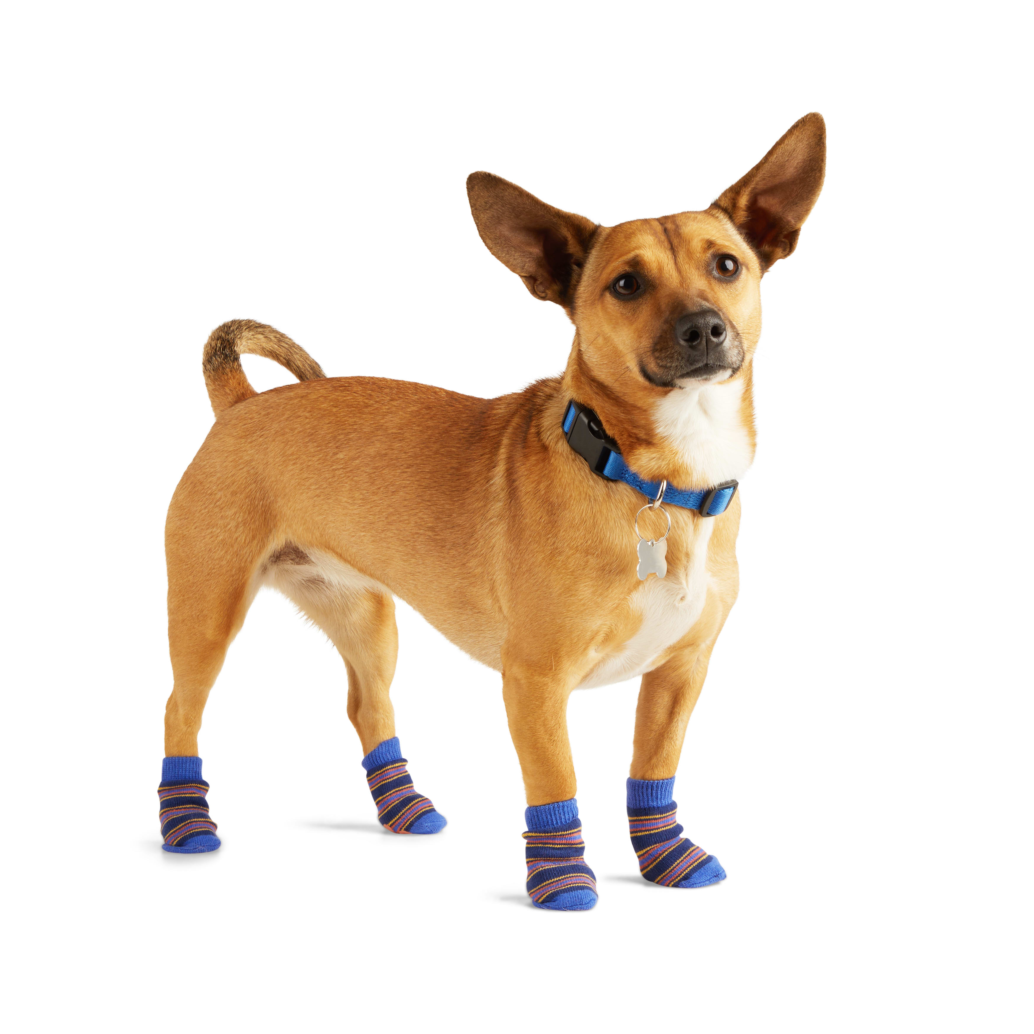 Dog in cheap a sock