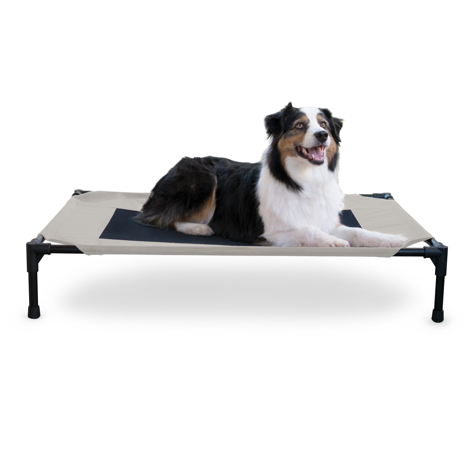 Elevated cots 2024 for dogs