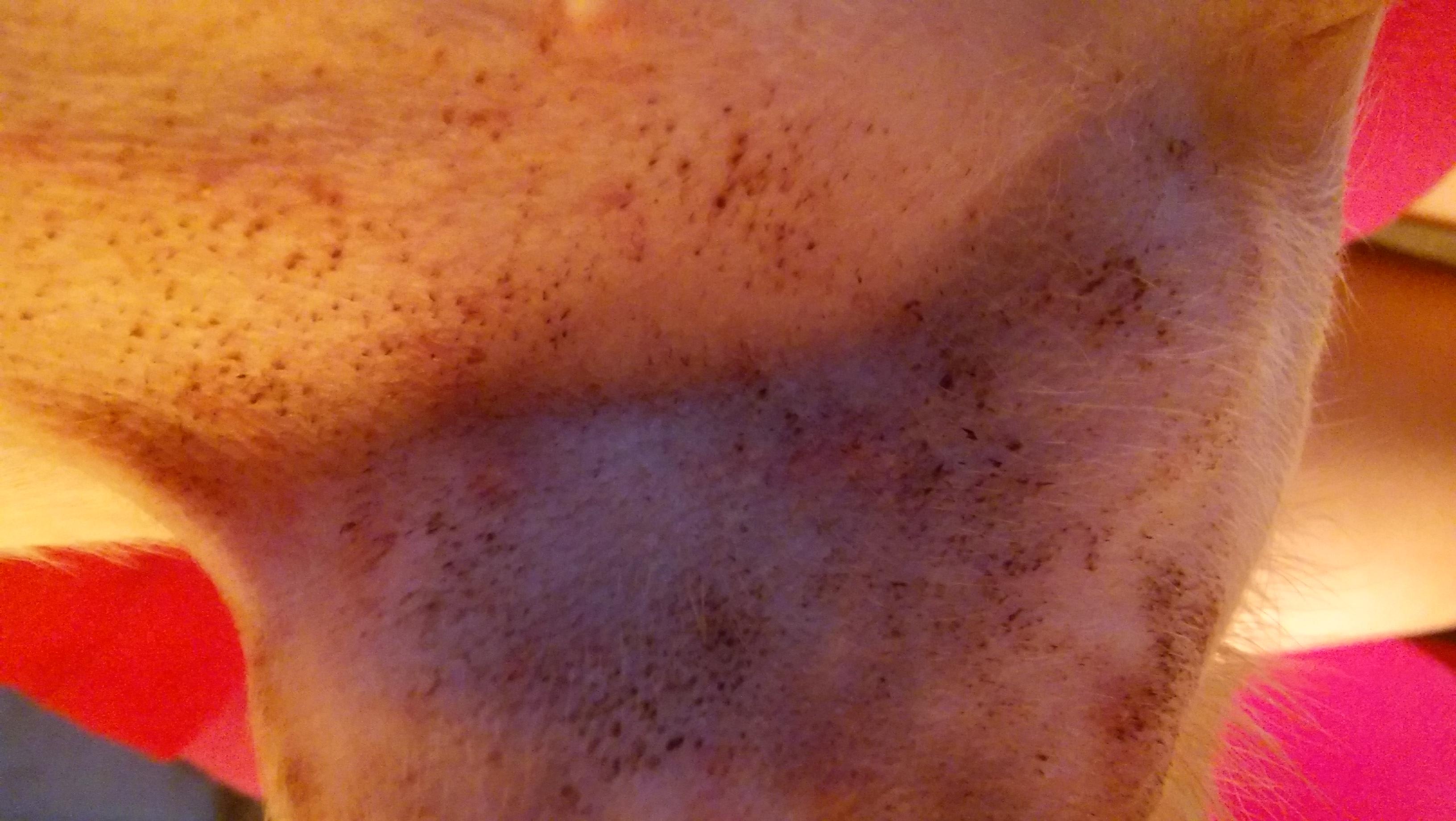 Why does my Chihuahua have a red, moldy rash with black dots? | Petco