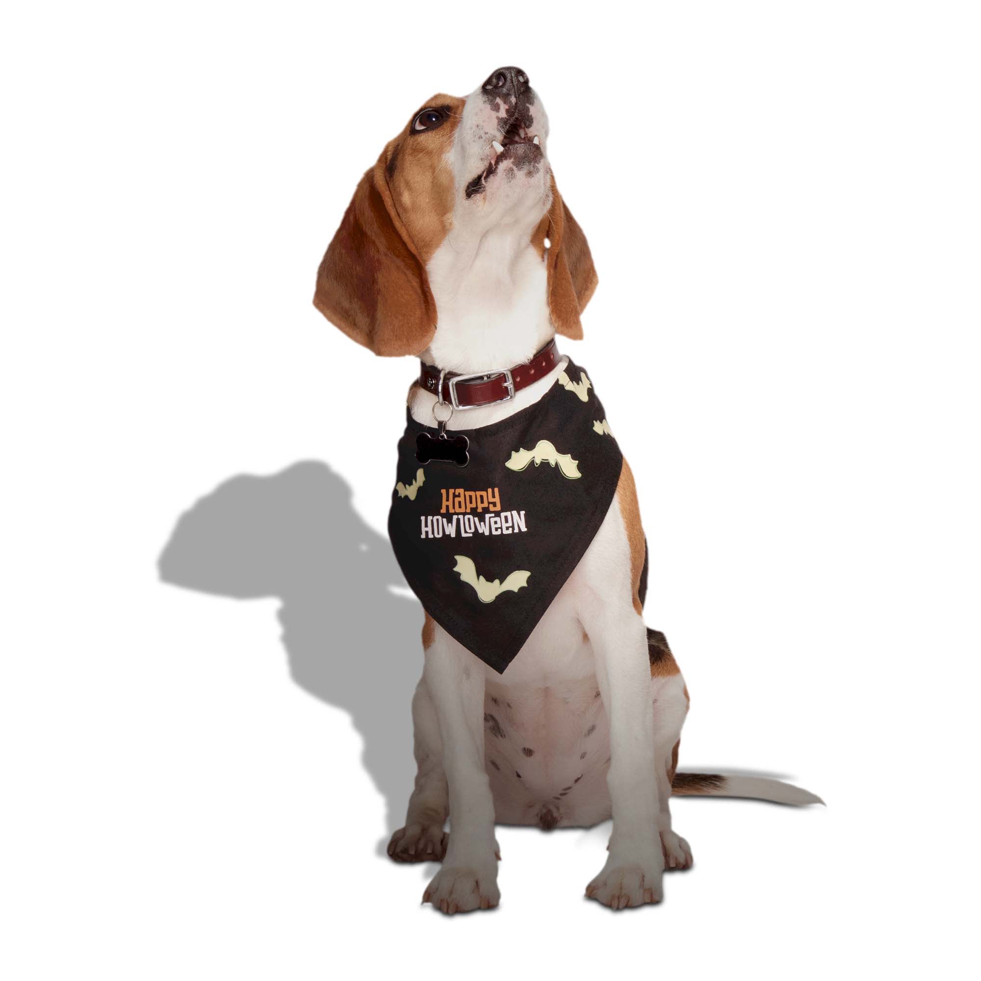 Petco birthday outlet bandana