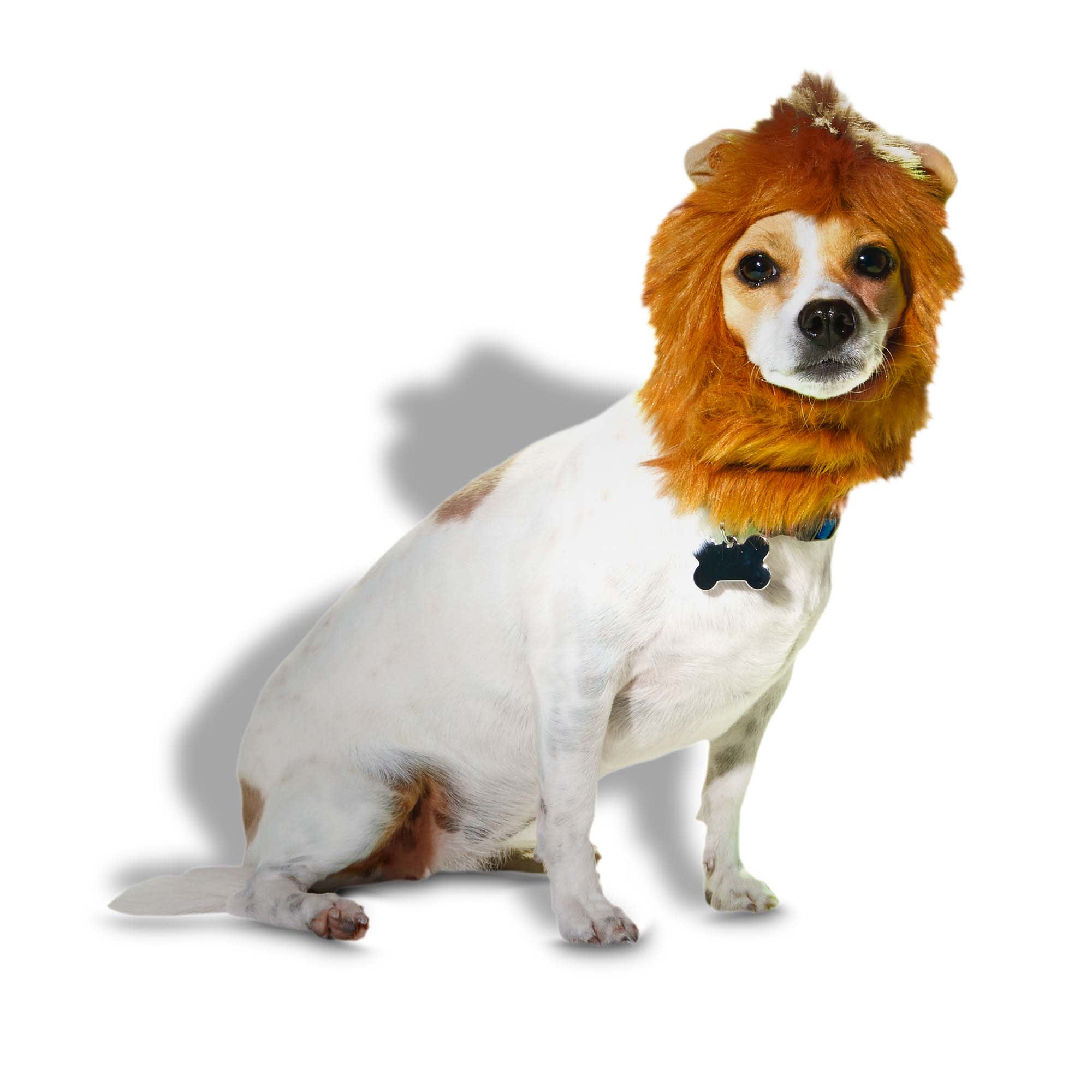 50 Times Pet Halloween Costumes Did Not Disappoint (New Pics