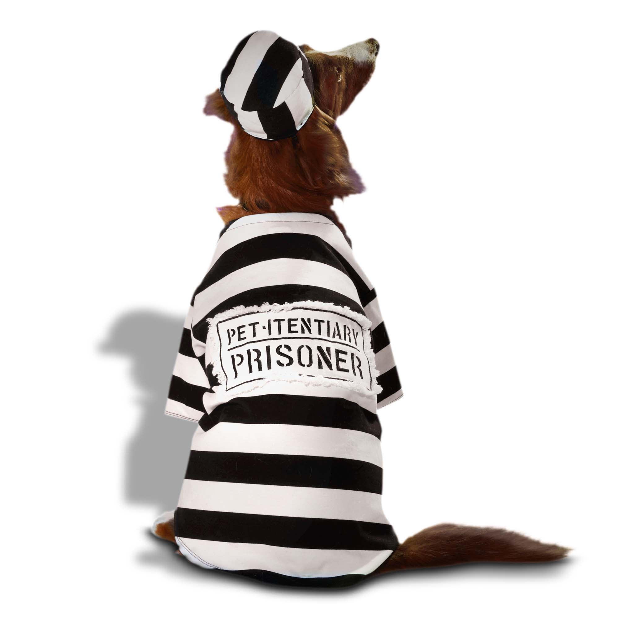 Dog 2025 prison outfit