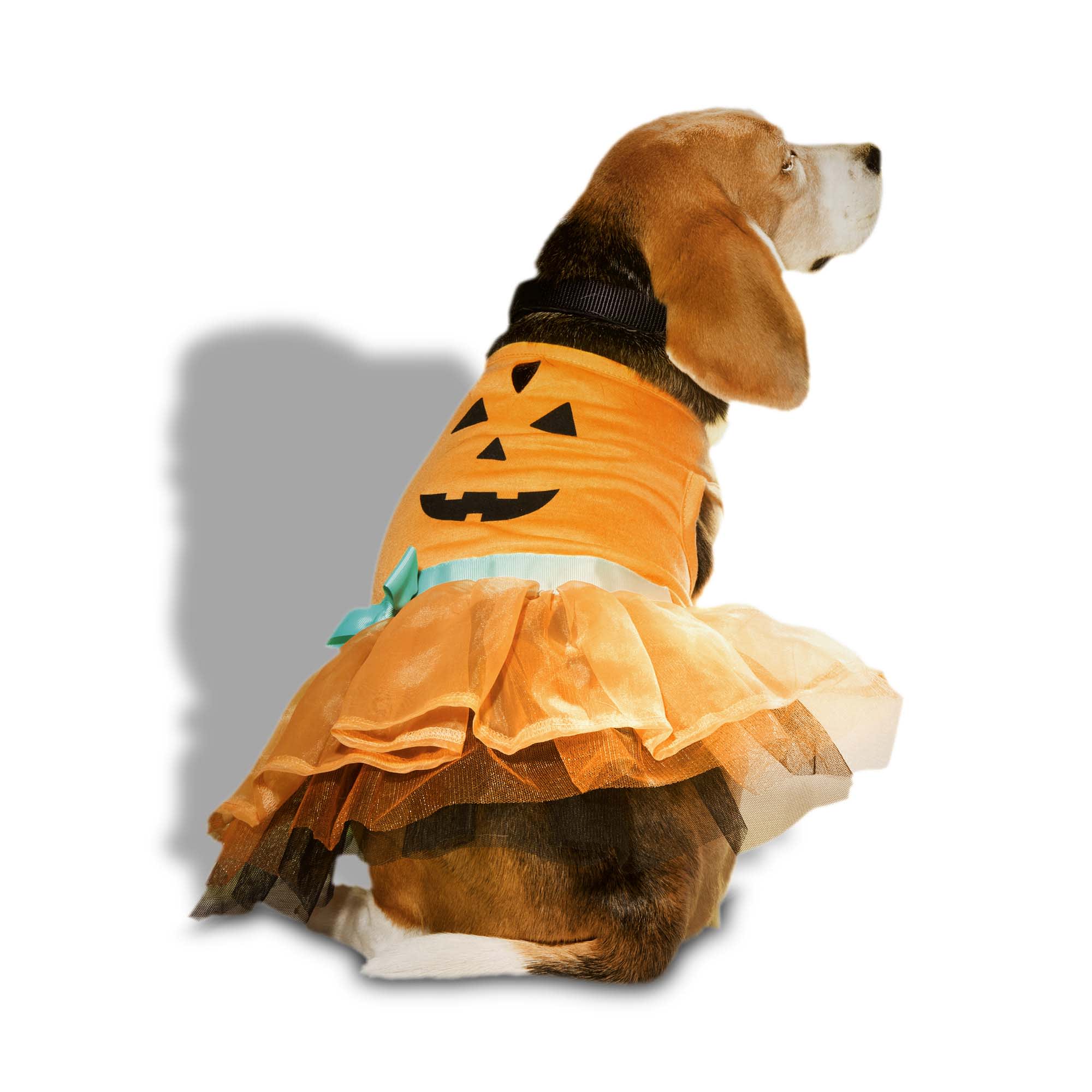 Dog in a pumpkin cheap costume