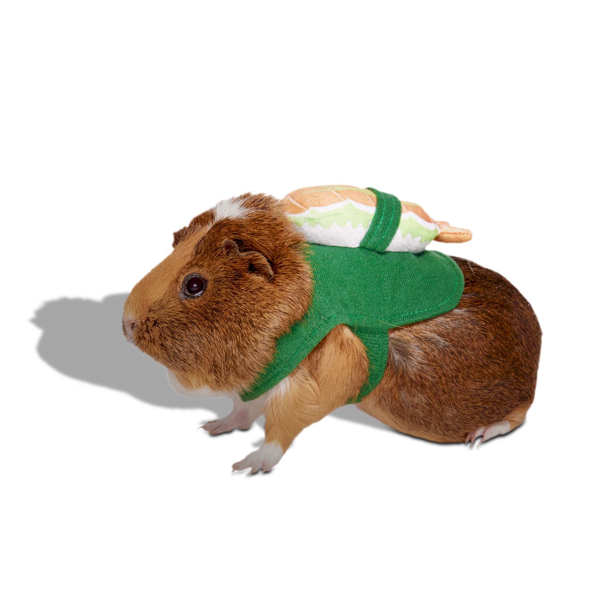 Guinea pig store halloween costumes petco