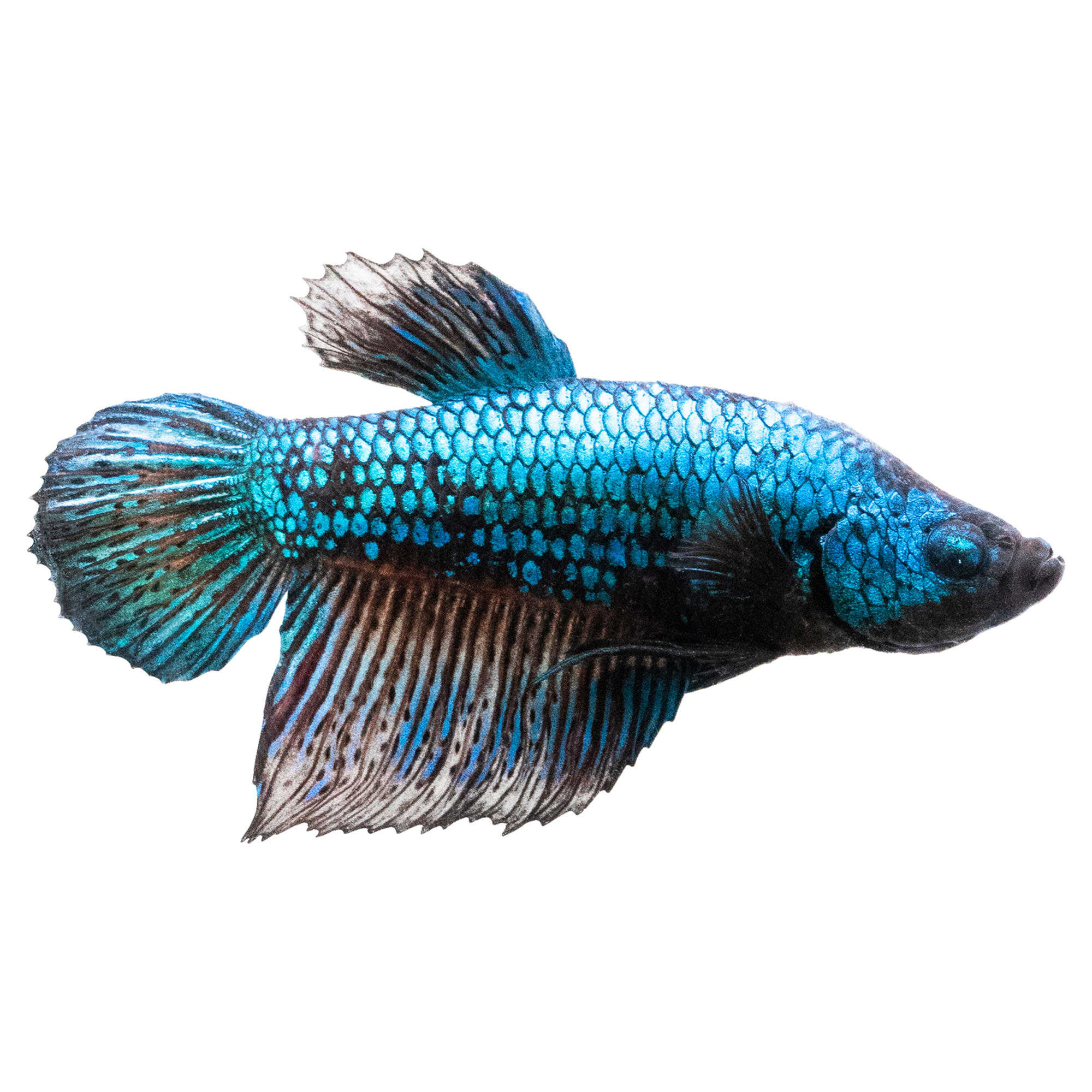 Petco betta hot sale prices