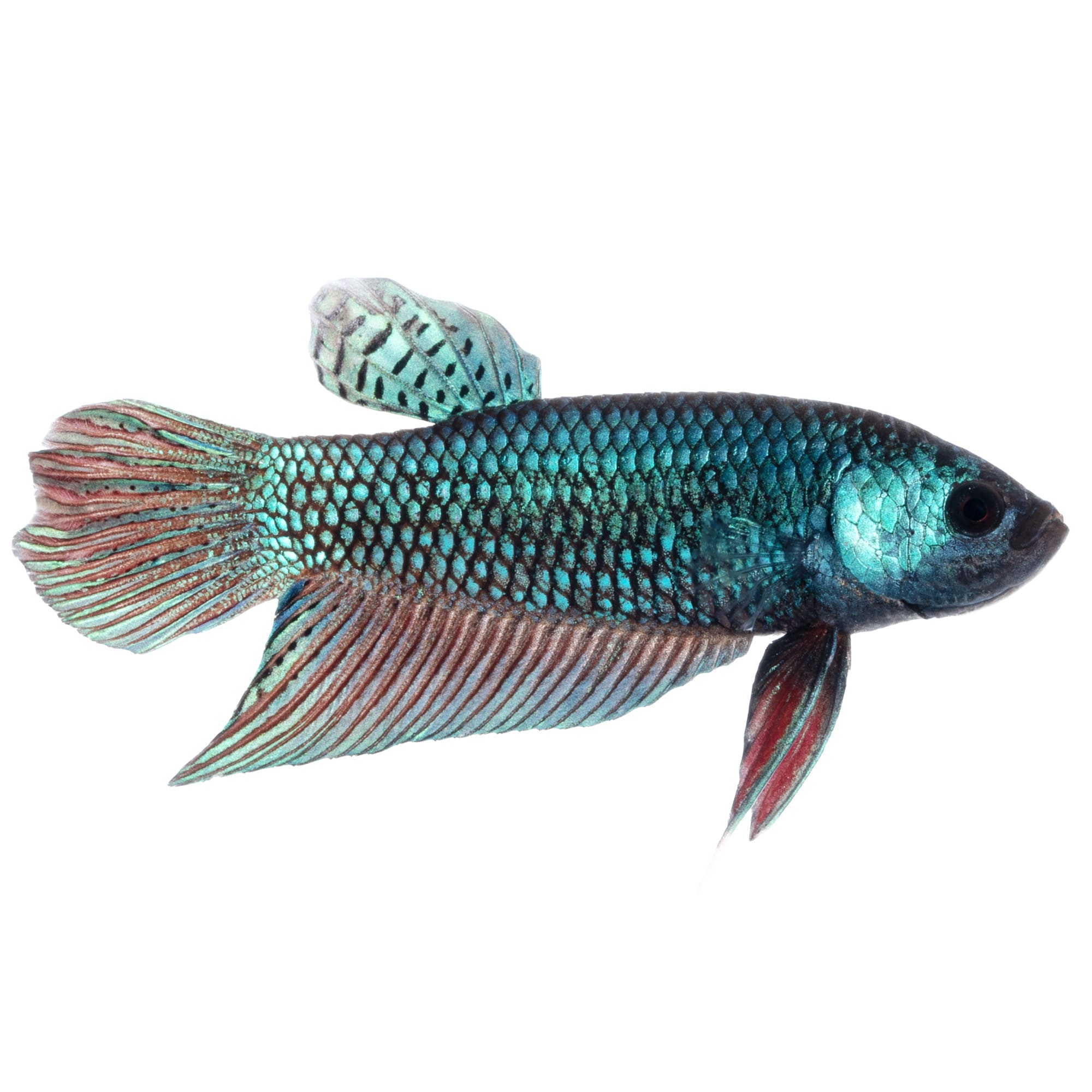 Alien betta fish for 2024 sale