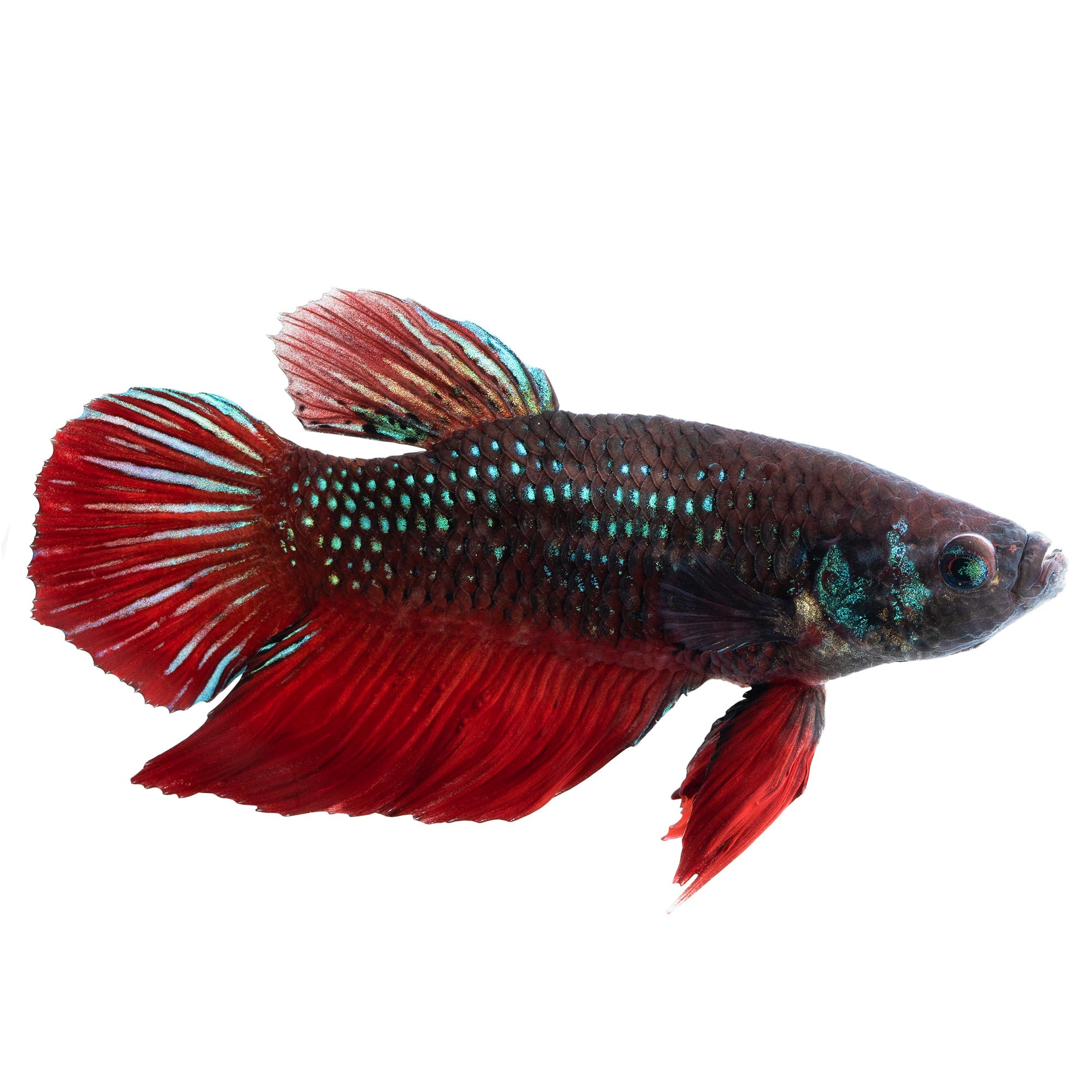 Live betta fish online best sale