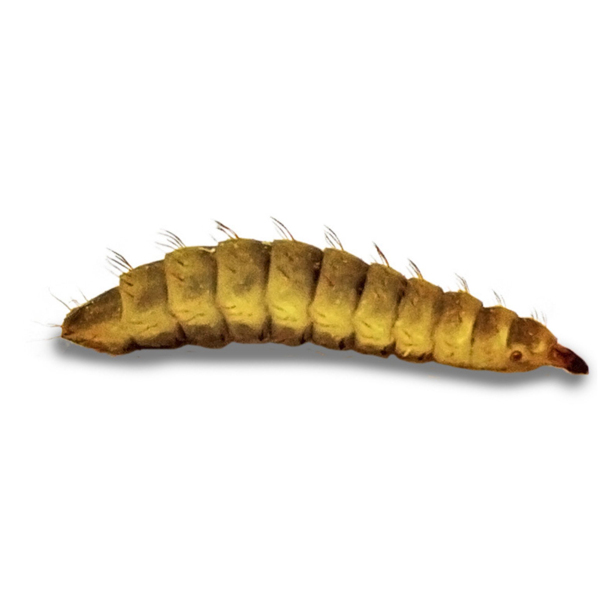 4LB Chubby Dried Black Soldier Fly Larvae – Chubby Mealworms USA