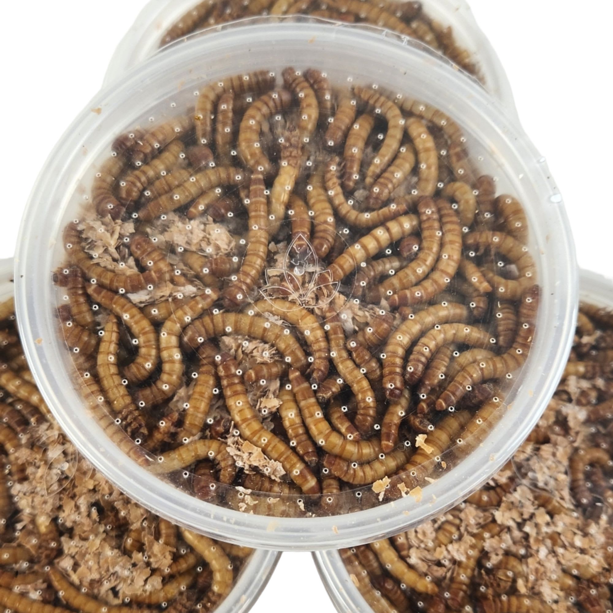 Petco mealworms in store store