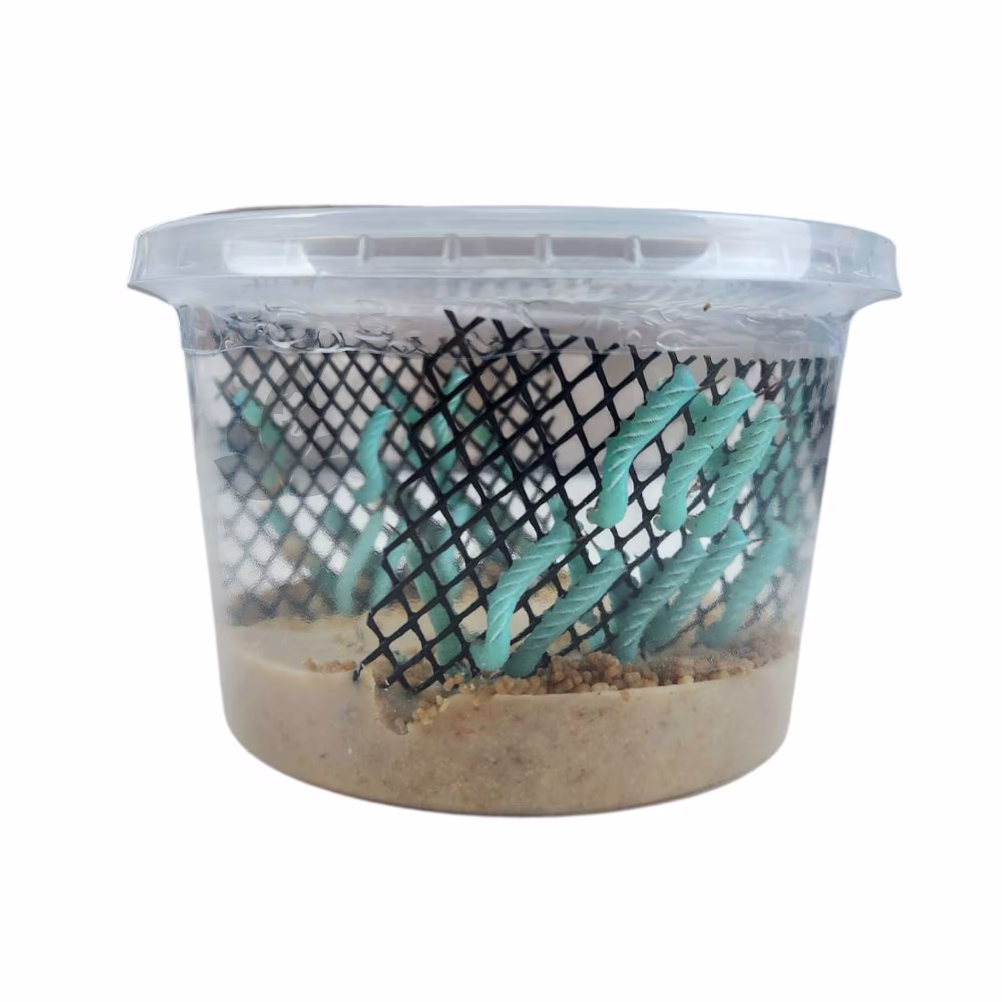 Live Insects Hornworms Habitat Cup, 25 count, Single pack