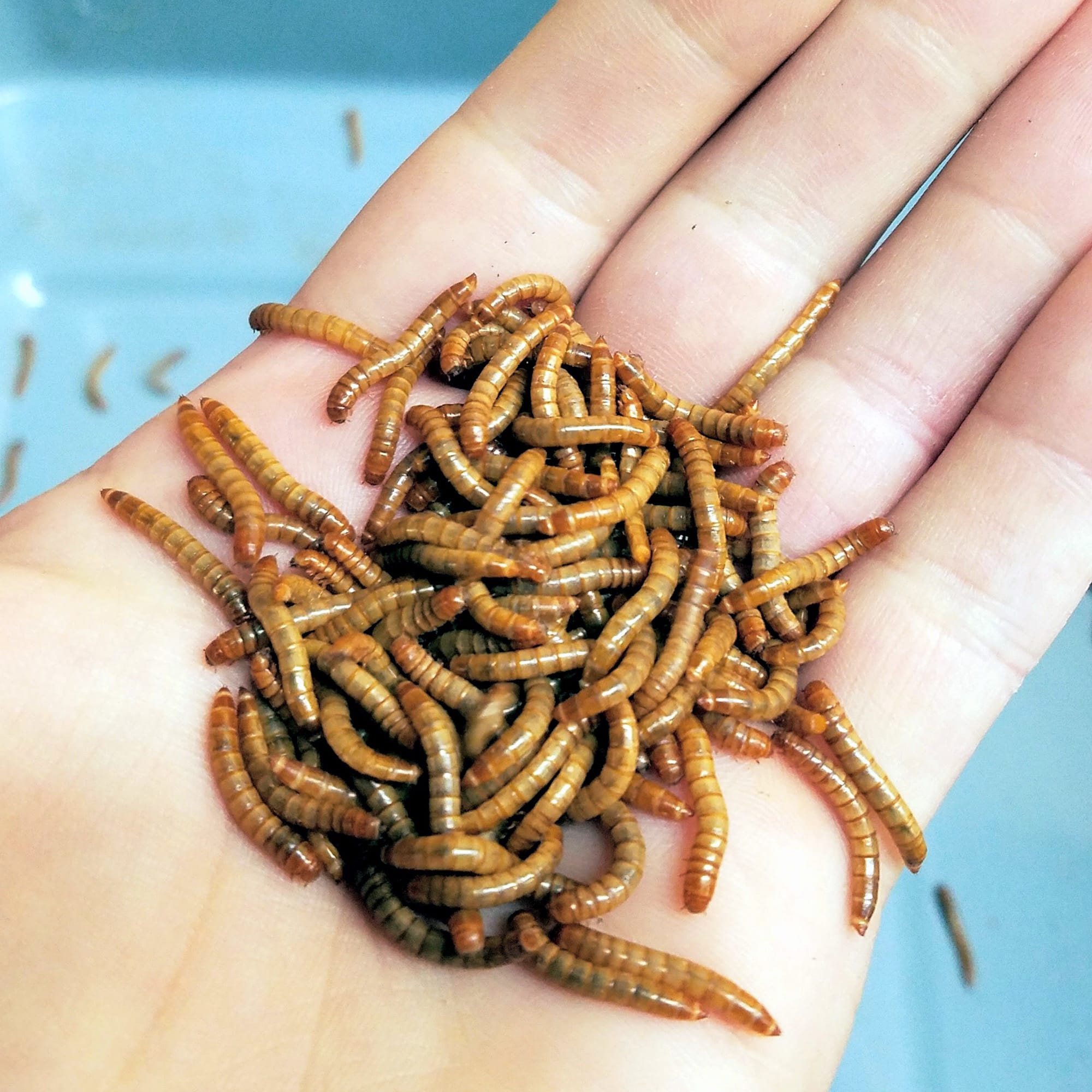 Petco mealworms in store store