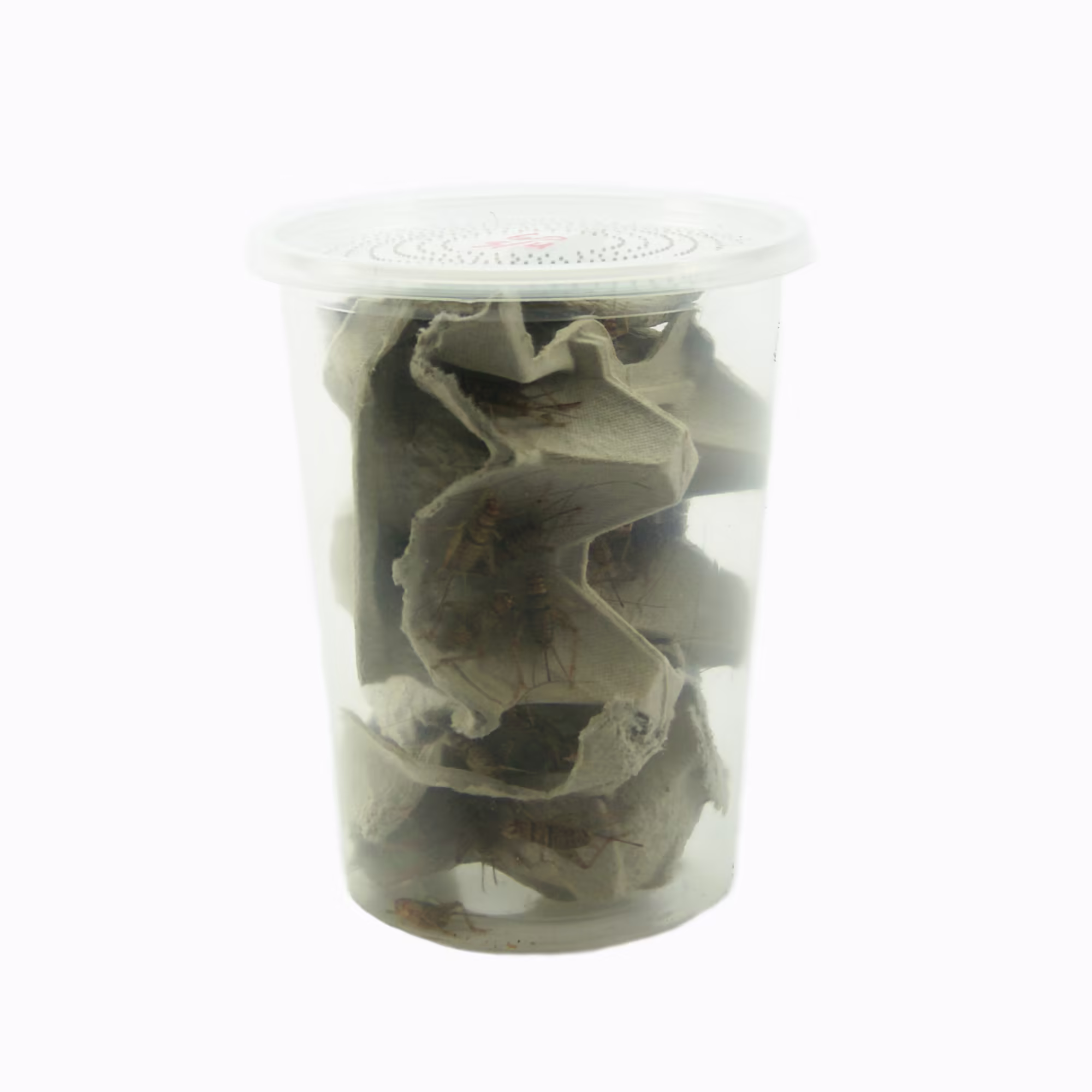 Live Insects Banded Crickets, 3/4 inch, 60 Count