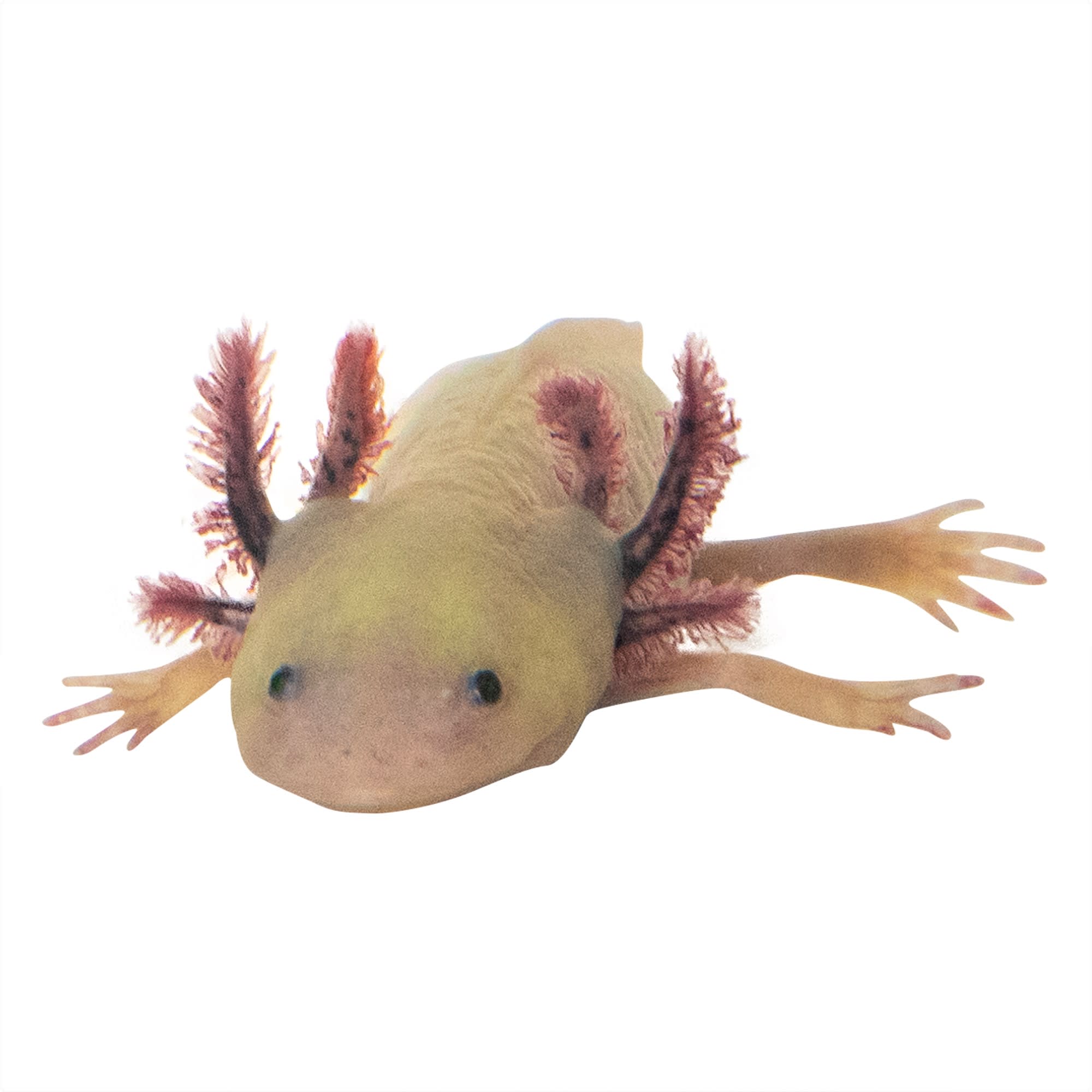 Ambystoma mexicanum (axolotl), leucistique, 12-14 cm