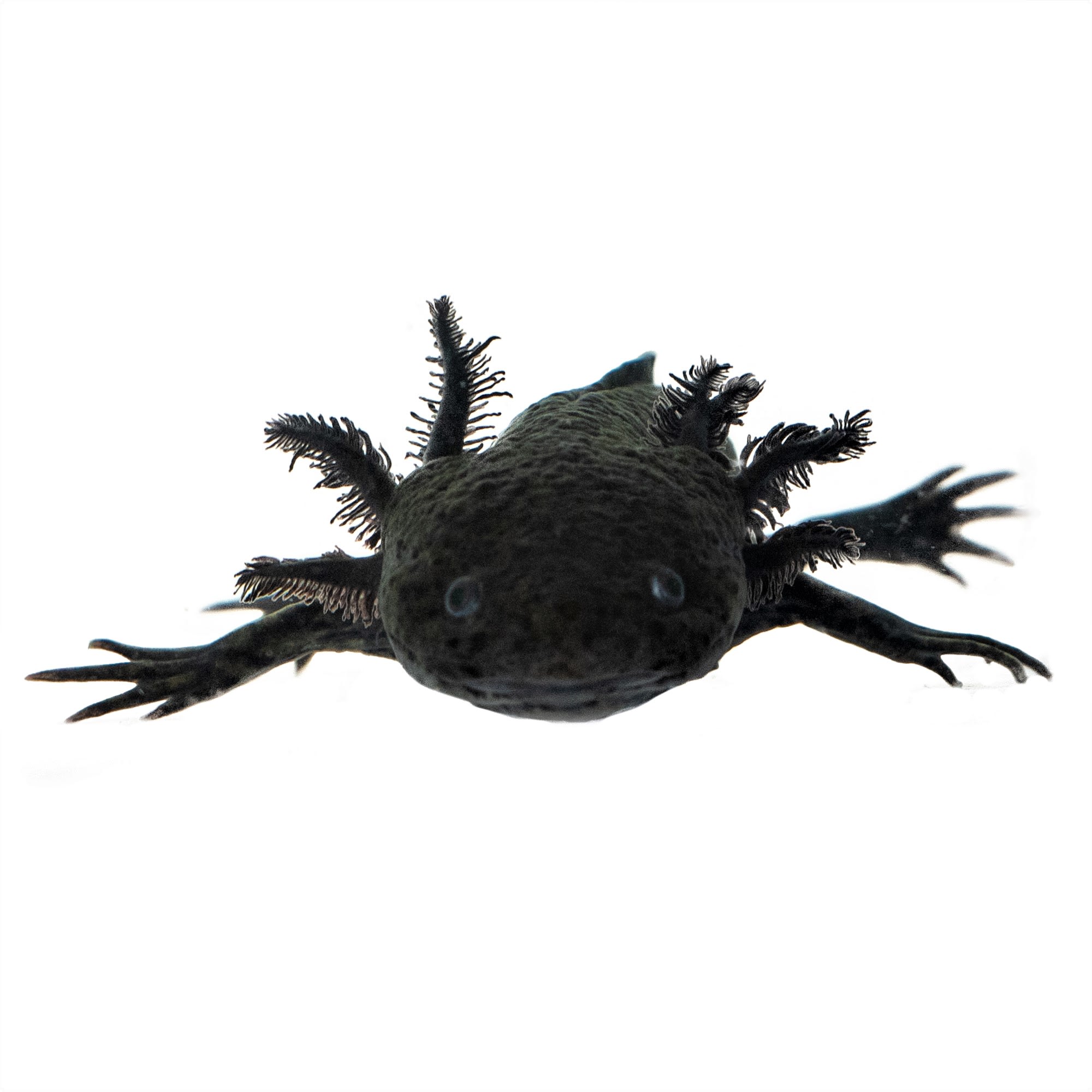 This Girl Loves Axolotls - Axolotl Gifts for Girls Essential T